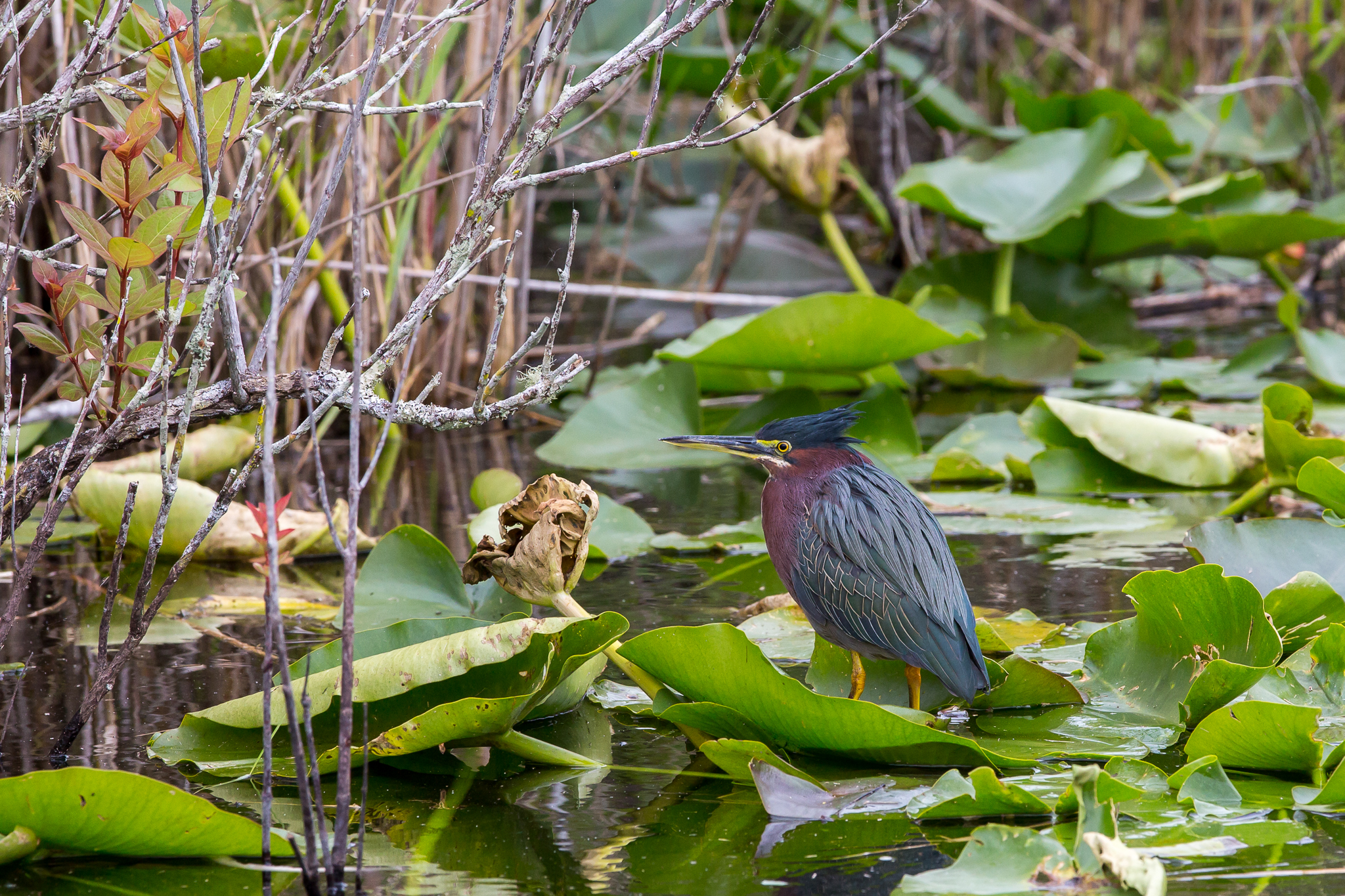 South Florida is home to numerous species of birds, including the stocky little green heron—seen here after failing to catch a fish.