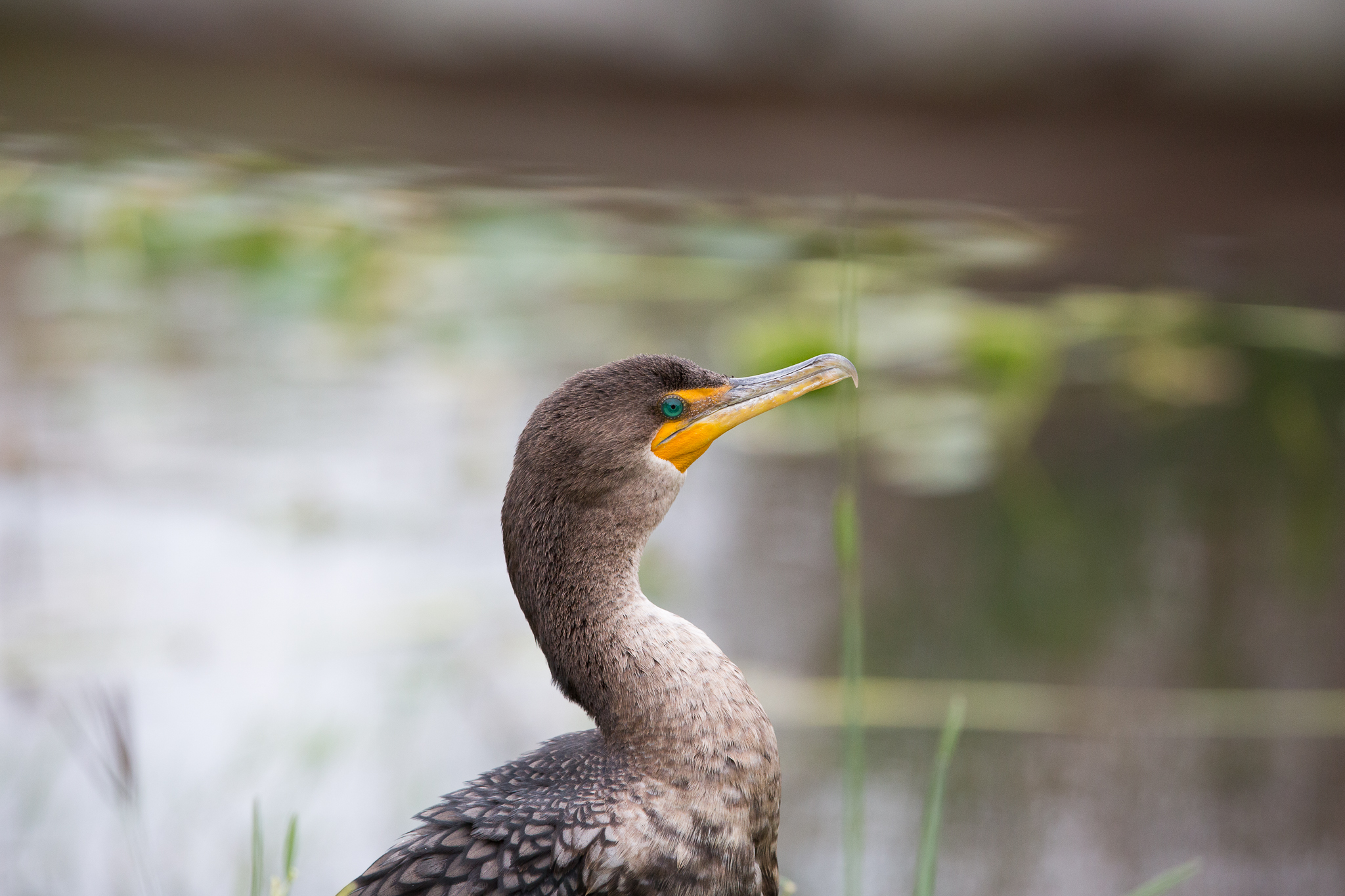 A double-crested cormorant dries its feathers after diving in the water. Like the anhinga, another diving bird, the cormorant’s feathers are not waterproof.