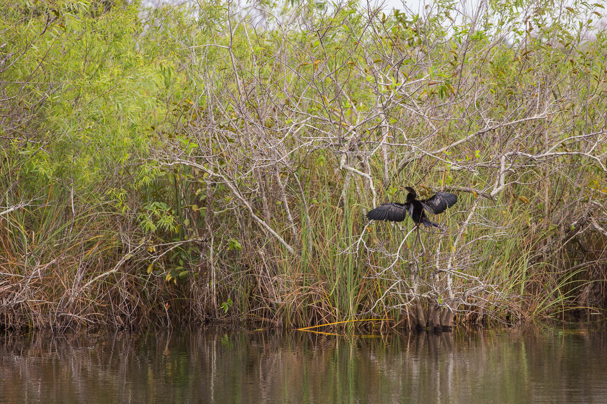 The feathers of the anhinga are not waterproof, so the bird must dry out its wings before taking flight. Anhingas are also known as “Snakebirds” for the way they swim with only their heads above the water.