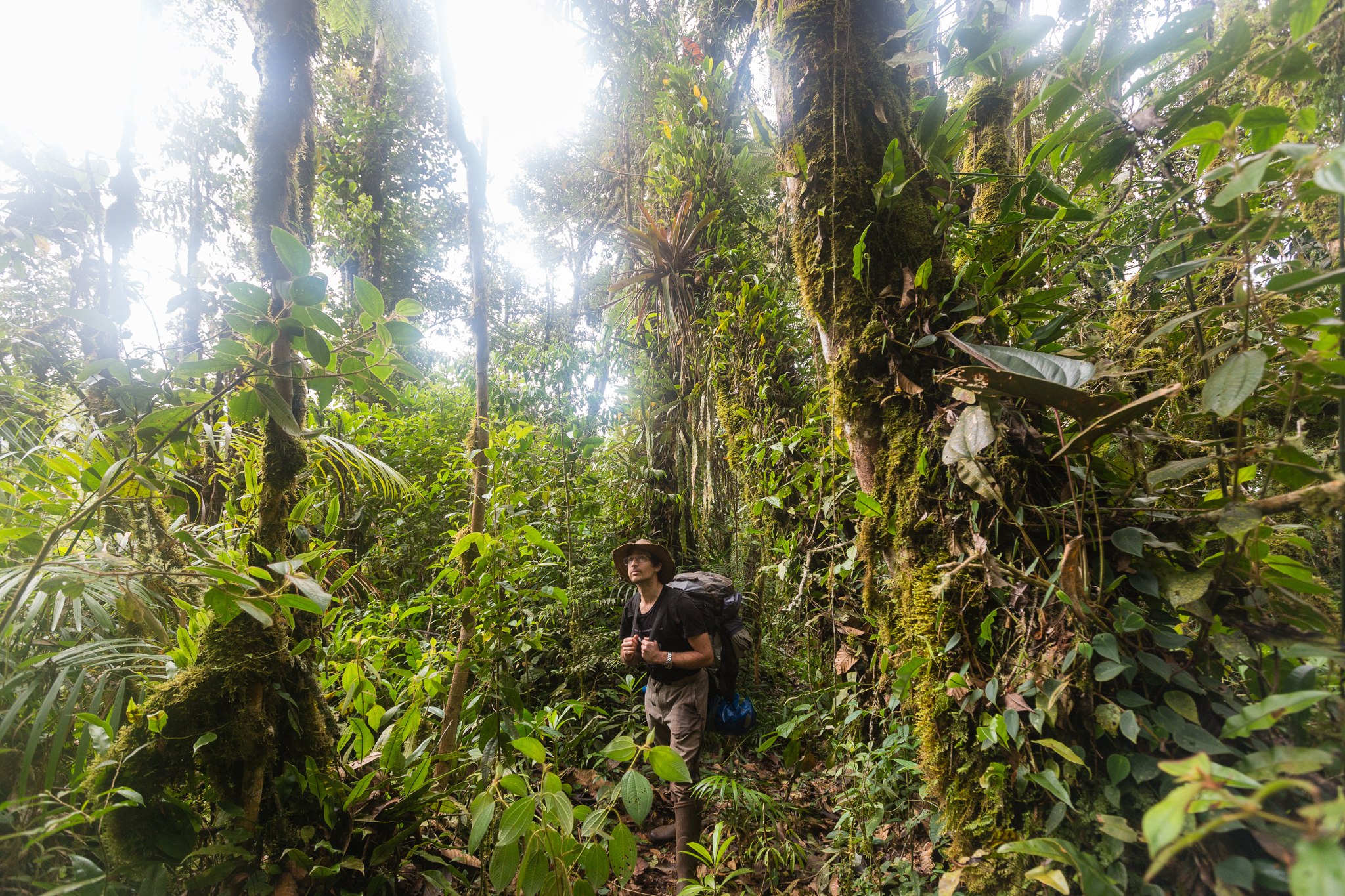 José Padial surveys the forest along the ridge above 2,700 m, between Camps 3 and 4. Photo by Andy Isaacson