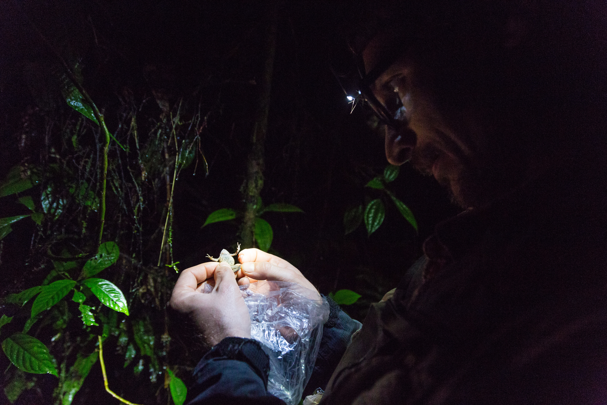 José Padial examines a toad of the genus Rhinella in search of taxonomic clues. Photo by Andy Isaacson