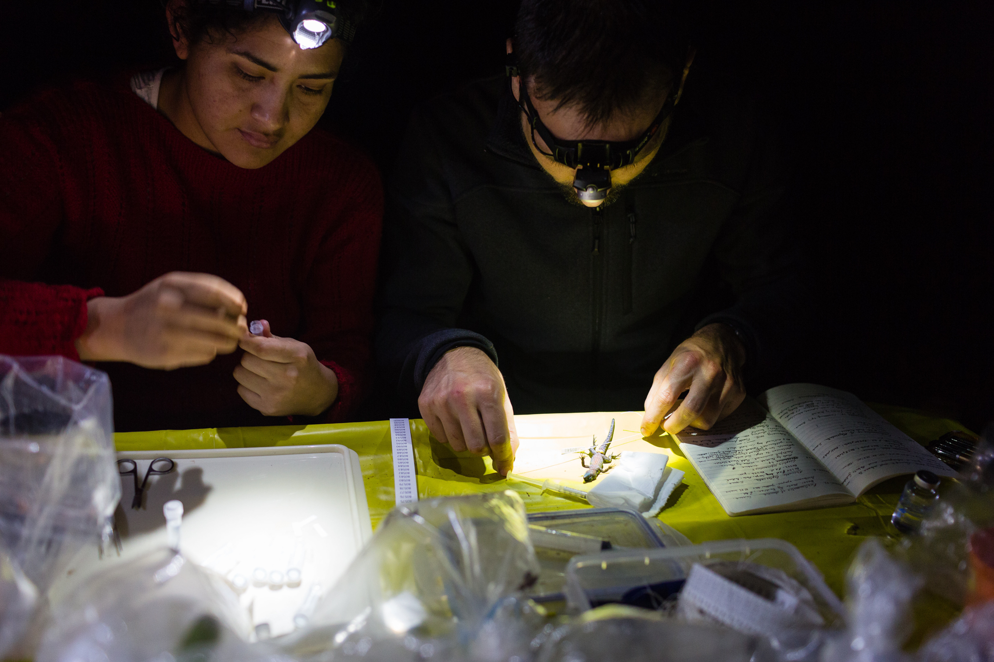 Dr. Santiago Castroviejo and Peruvian biologist Liz Gomez process specimens at the lab table at Camp 2. Photo by Andy Isaacson