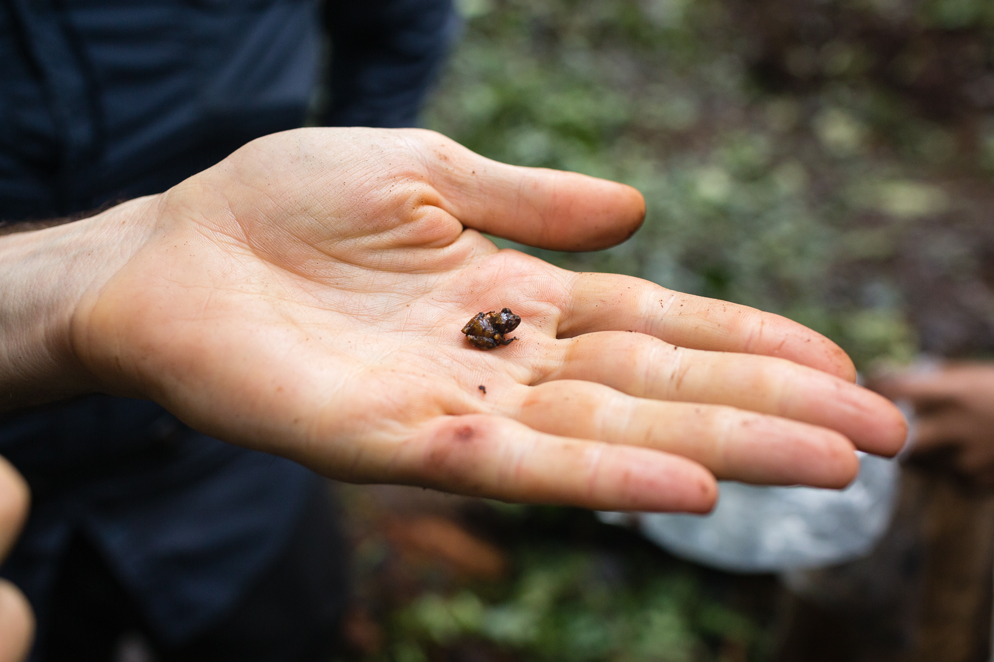 A juvenile of a direct-developer frog in the genus Pristimantis. Photo by Andy Isaacson