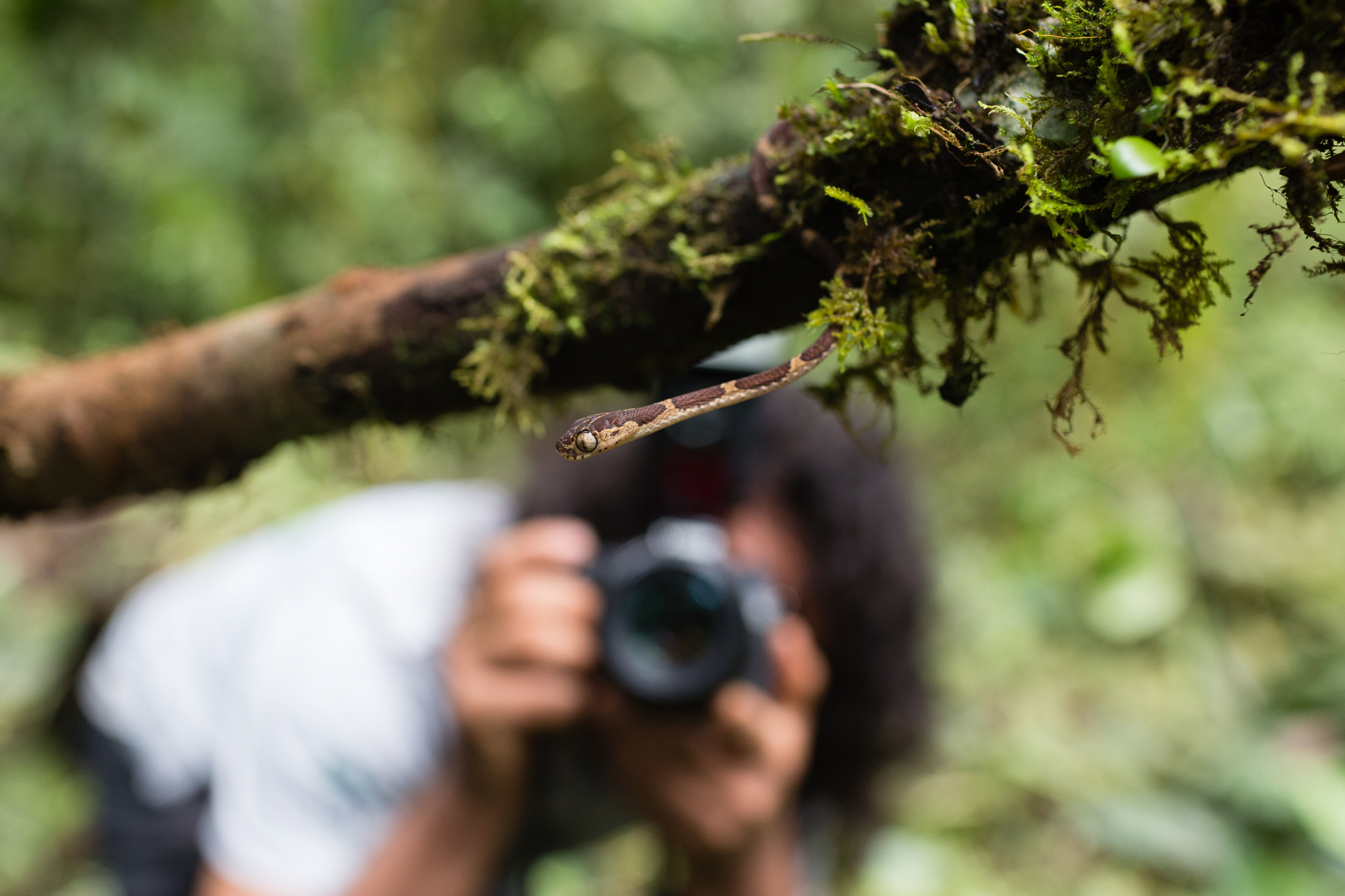 Peruvian biologist Giussepe Gagliardi photographing an arboreal snake (Imantodes cenchoa) during one of the daily specimen photo sessions. Photo by Andy Isaacson