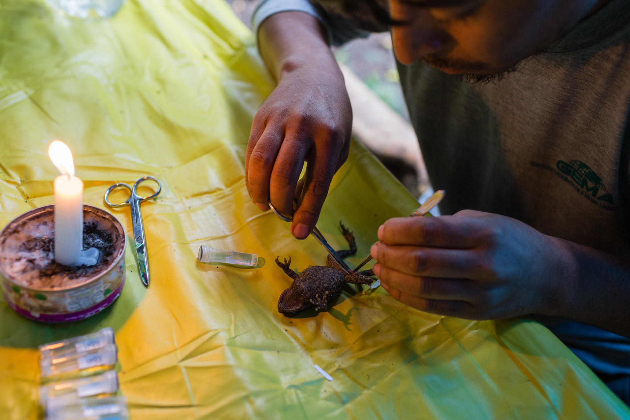 Peruvian biologist Victor Vargas preparing a specimen of a toad (Rhinella sp.) collected in the cloud forests around Camp 2. Photo by Andy Isaacson.