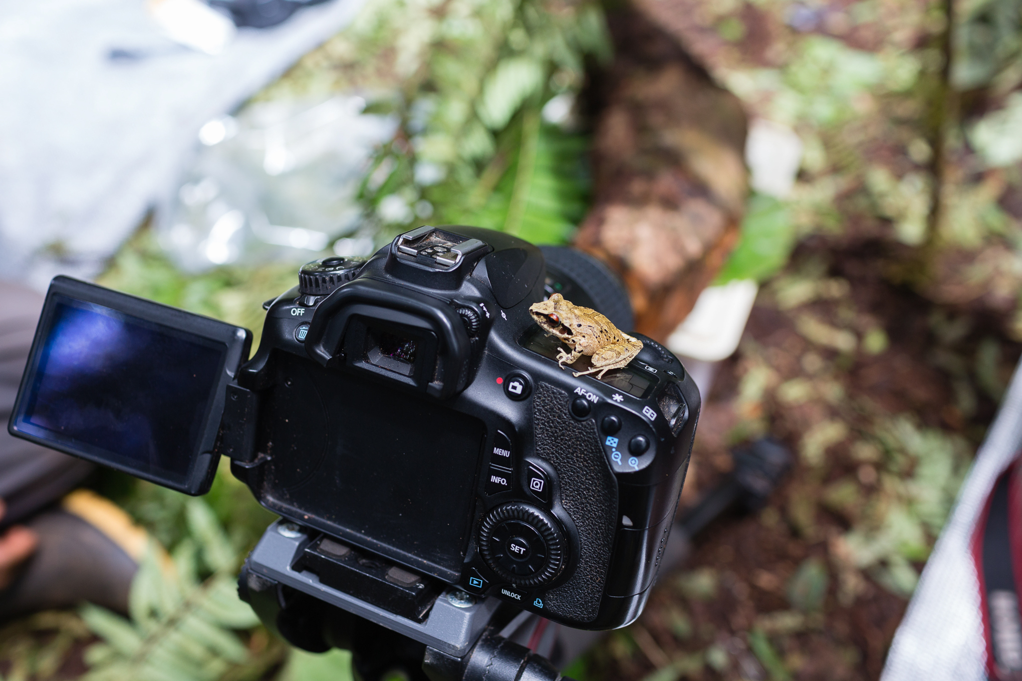 A new species of direct-developing frog of the genus Pristimantis found between Camps 2 and 3. Photo by Andy Isaacson