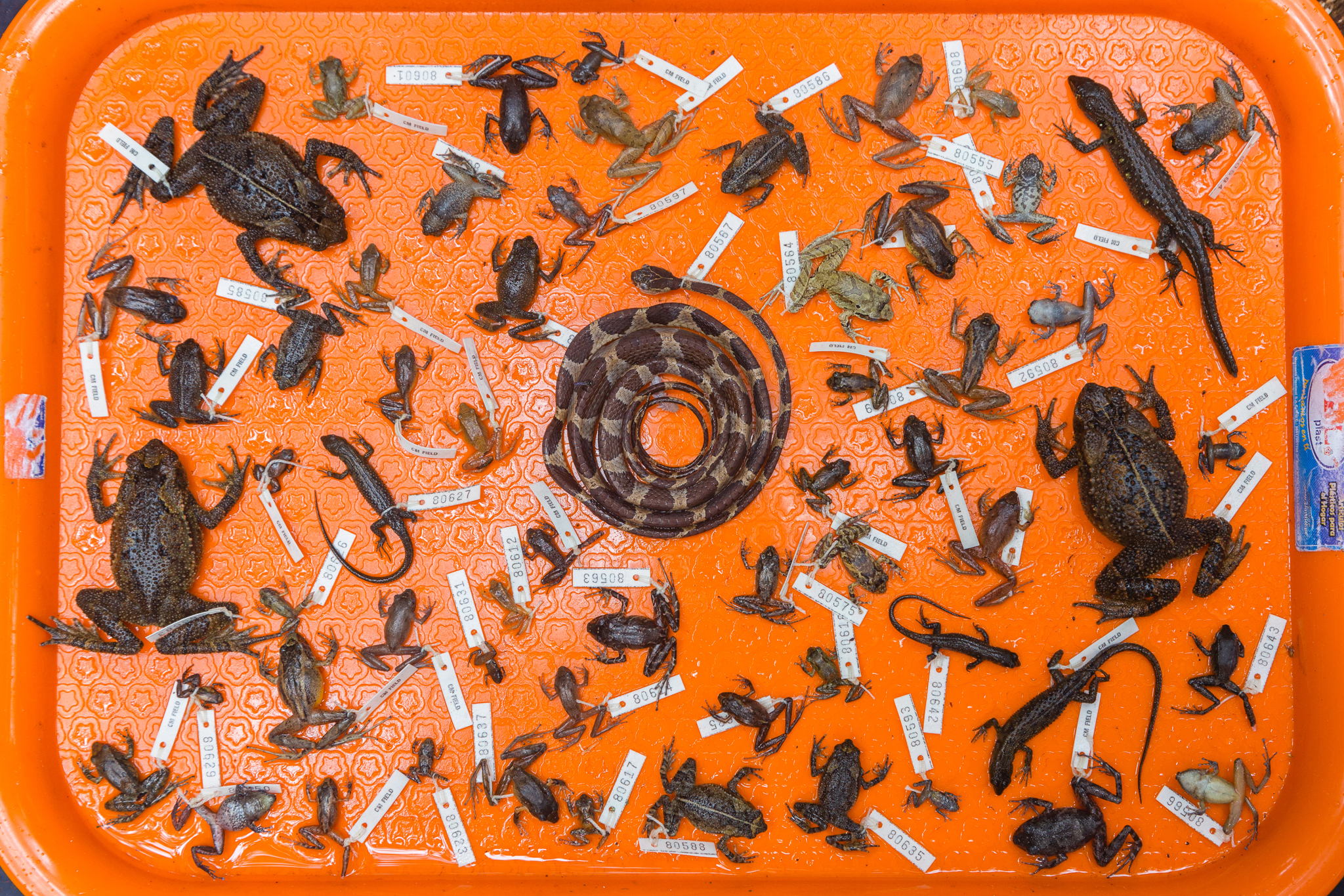 A tray of specimens collected during the expedition. Photo by Andy Isaacson