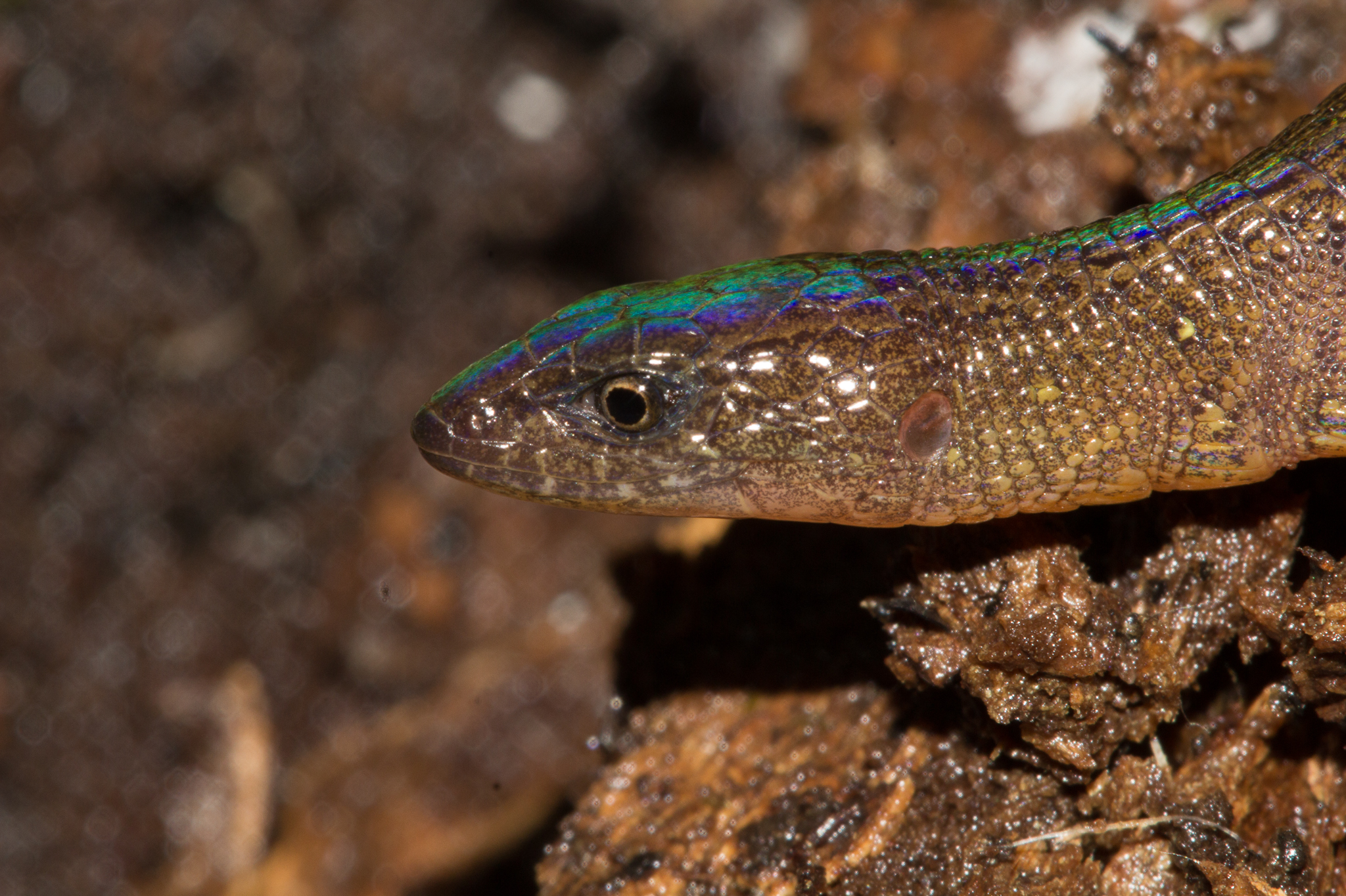 A new species of terrestrial lizard of the Microteiid family collected between Camps 3 and 4. Photo by Santiago Castroviejo