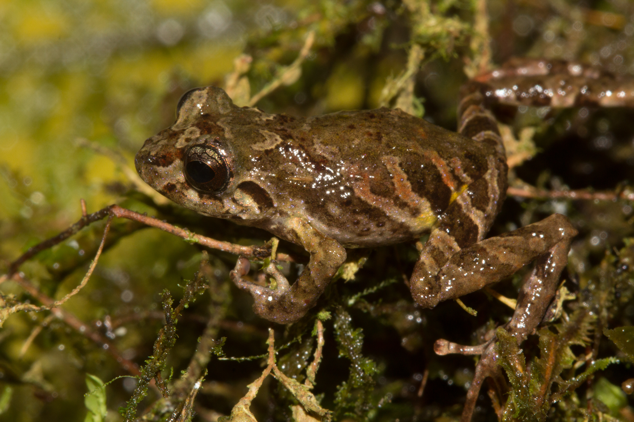 A new species of terrestrial Terrarana frog in the genus Pristimantis, discovered between Camps 3 and 4. Photo by Santiago Castroviejo