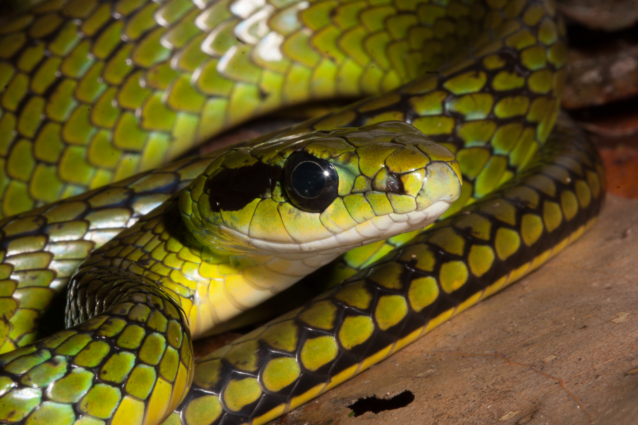 A potential new species of snake in the genus Chironius, collected near Camp 2. Photo by Giussepe Gagliardi