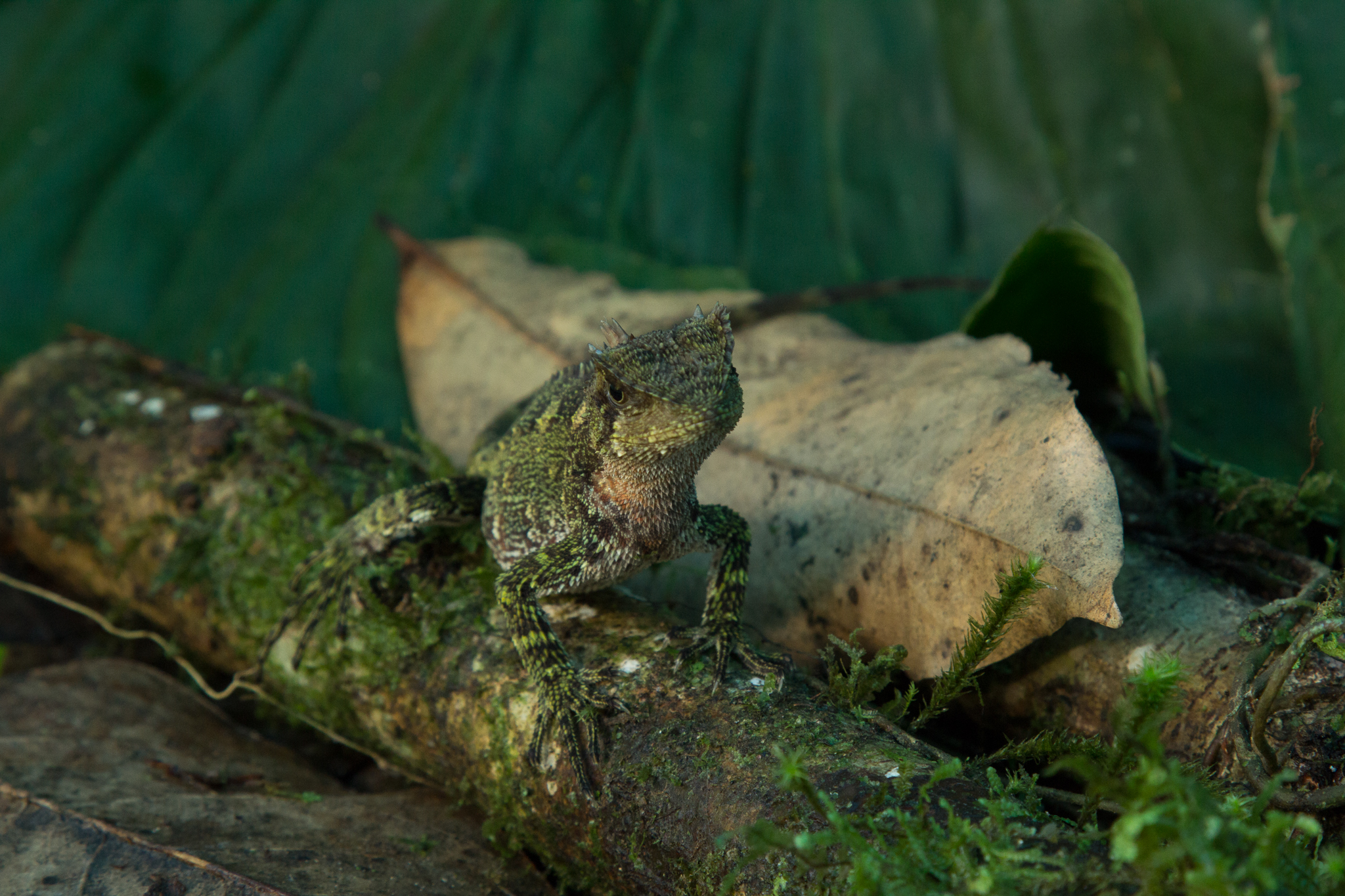 A potential new species of wood lizard in the genus Enyalioides, collected near Camp 1. Photo by Juan C. Chaparro