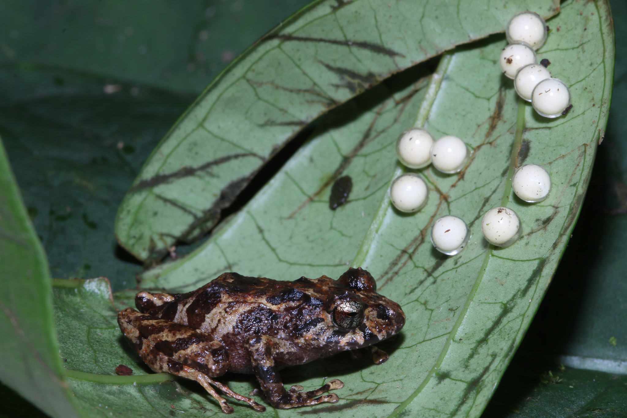 A new species of frog in the genus Pristimantis discovered near Camp 2. Photo by Giussepe Gagliardi