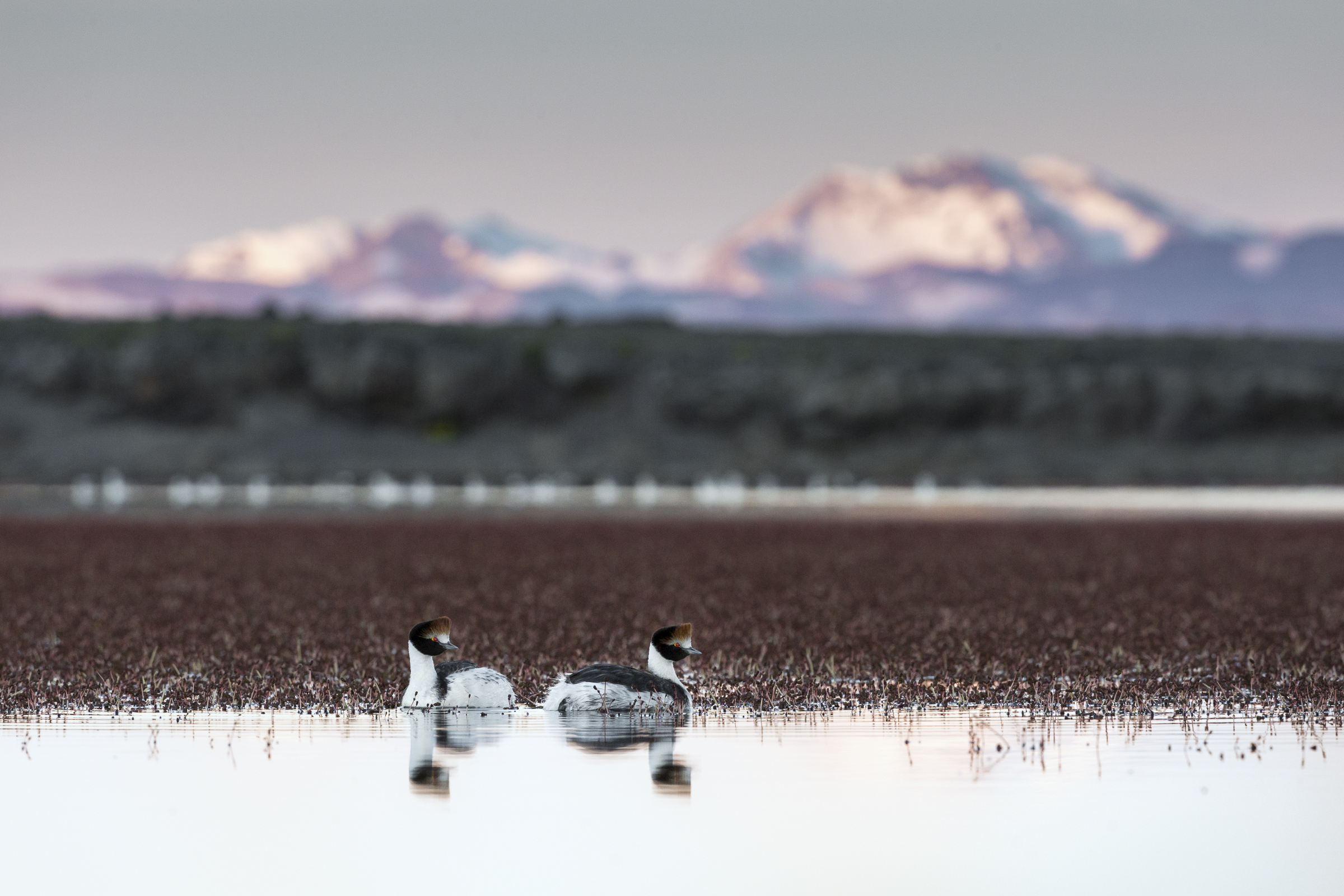 A pair of hooded grebes rest on a lake in the Buenos Aires Lake Plateau region with the Jeinimeni Mountains of Chile in the background.
