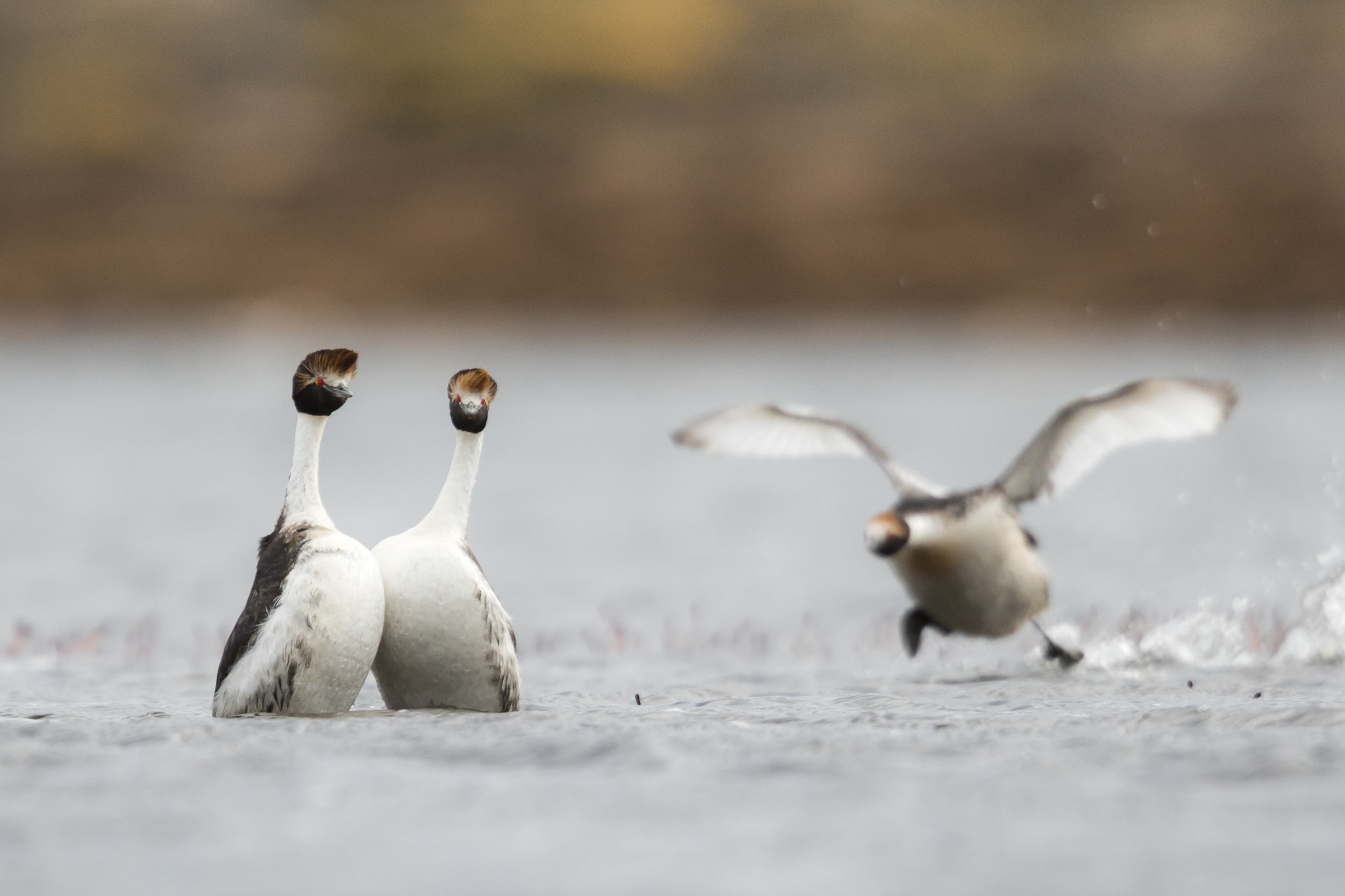 Competition for mates and breeding platforms is strong, and hooded grebes frequently fight for access.