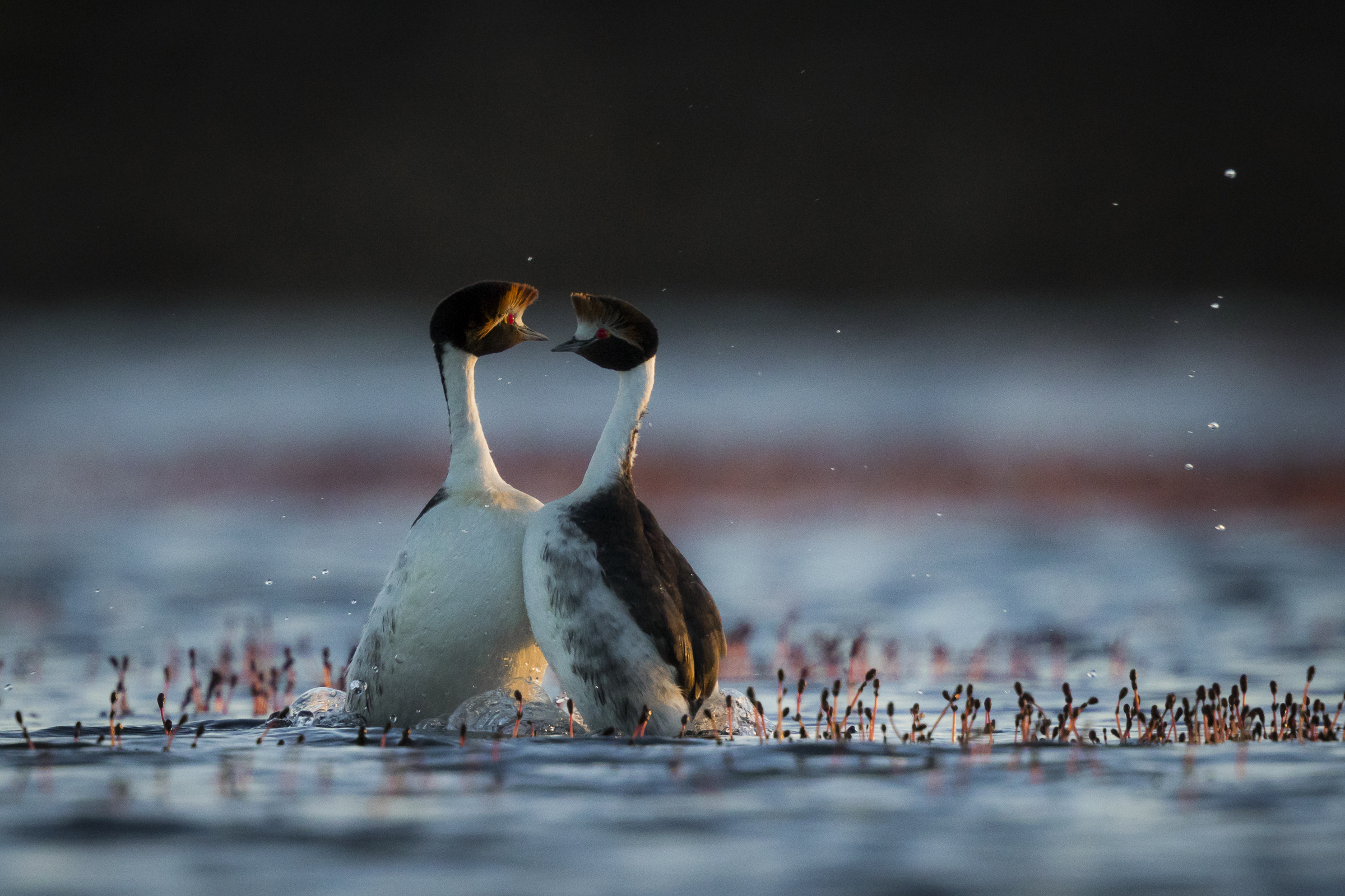 A pair of hooded grebes bond during their highly synchronized courtship display.