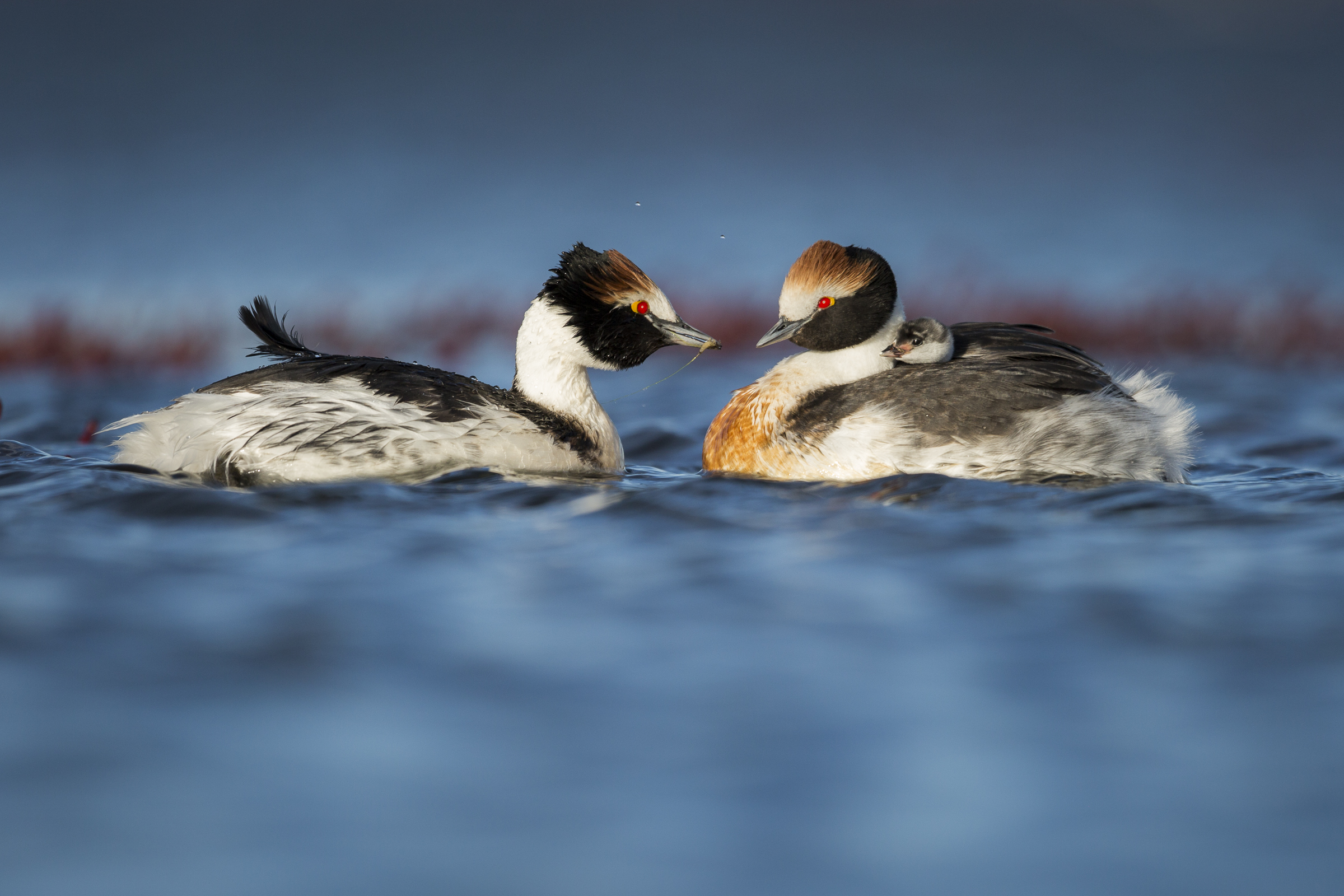Both parents care for their single chick until it’s ready to feed on its own.