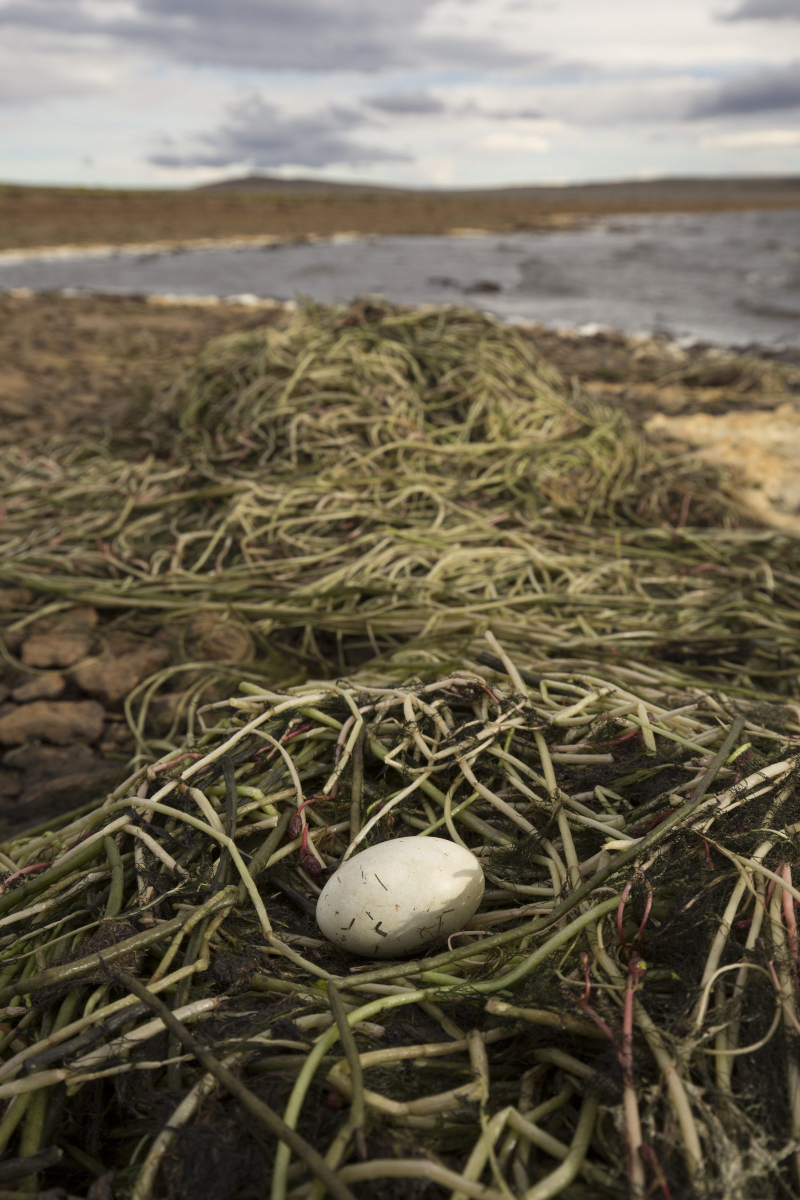Climate change is bringing less snow and more wind to the plateau. High winds can sometimes detach vegetation from the lake bottom and push grebe nests ashore.