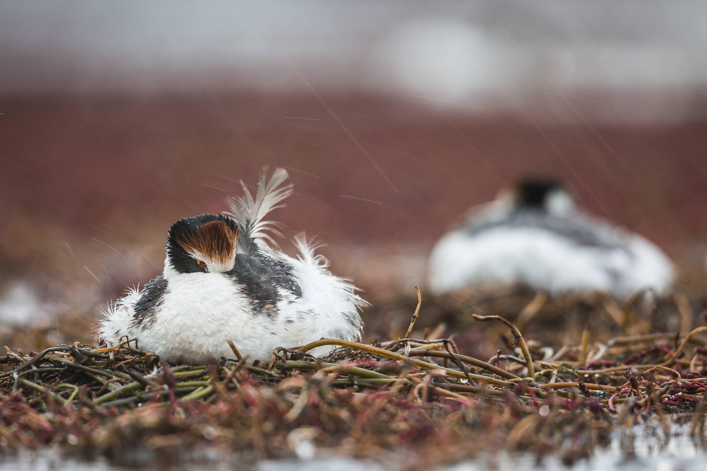Ecologist and photographer Ugo Mellone was struck by the hooded grebes lack of fear around humans, a fact that helped him capture such intimate portraits of the species.