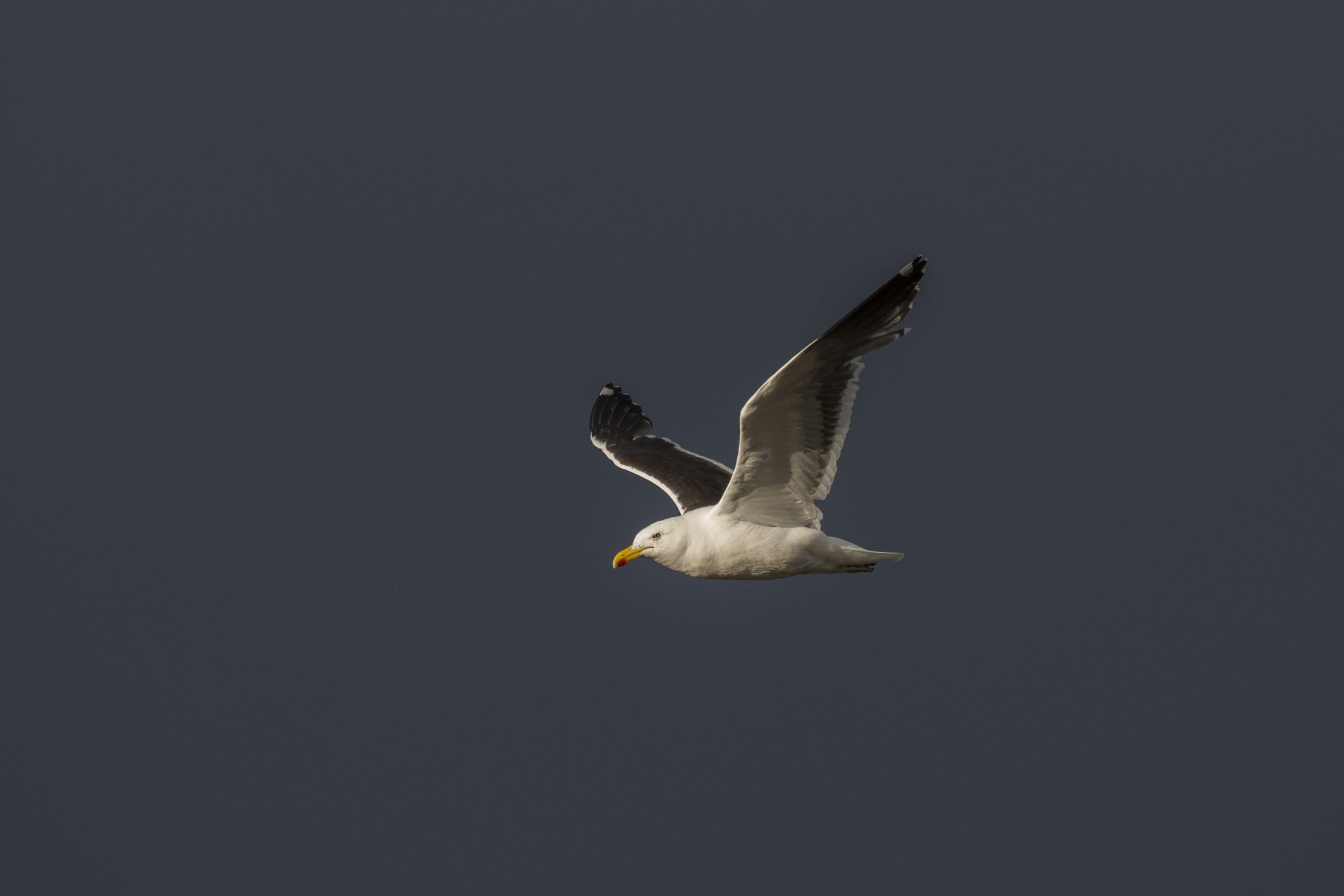 The population of kelp gulls, a native species in Argentina, has grown due to poor waste management. Unfortunately for the hooded grebe, the gulls also prey on grebe nestlings and eggs.