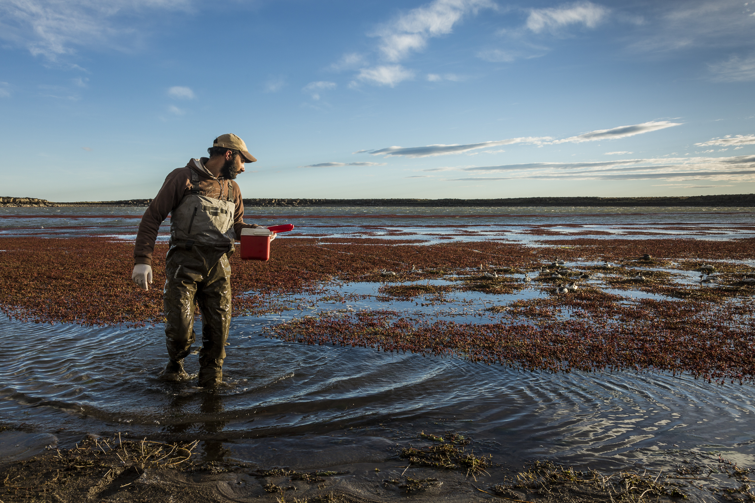 Normally hooded grebes raise just one chick, but frequently lay two eggs, abandoning the nest once the first chick hatches. Conservation workers like Andres de Miguel retrieve the abandoned eggs and attempt to hatch them in captivity.