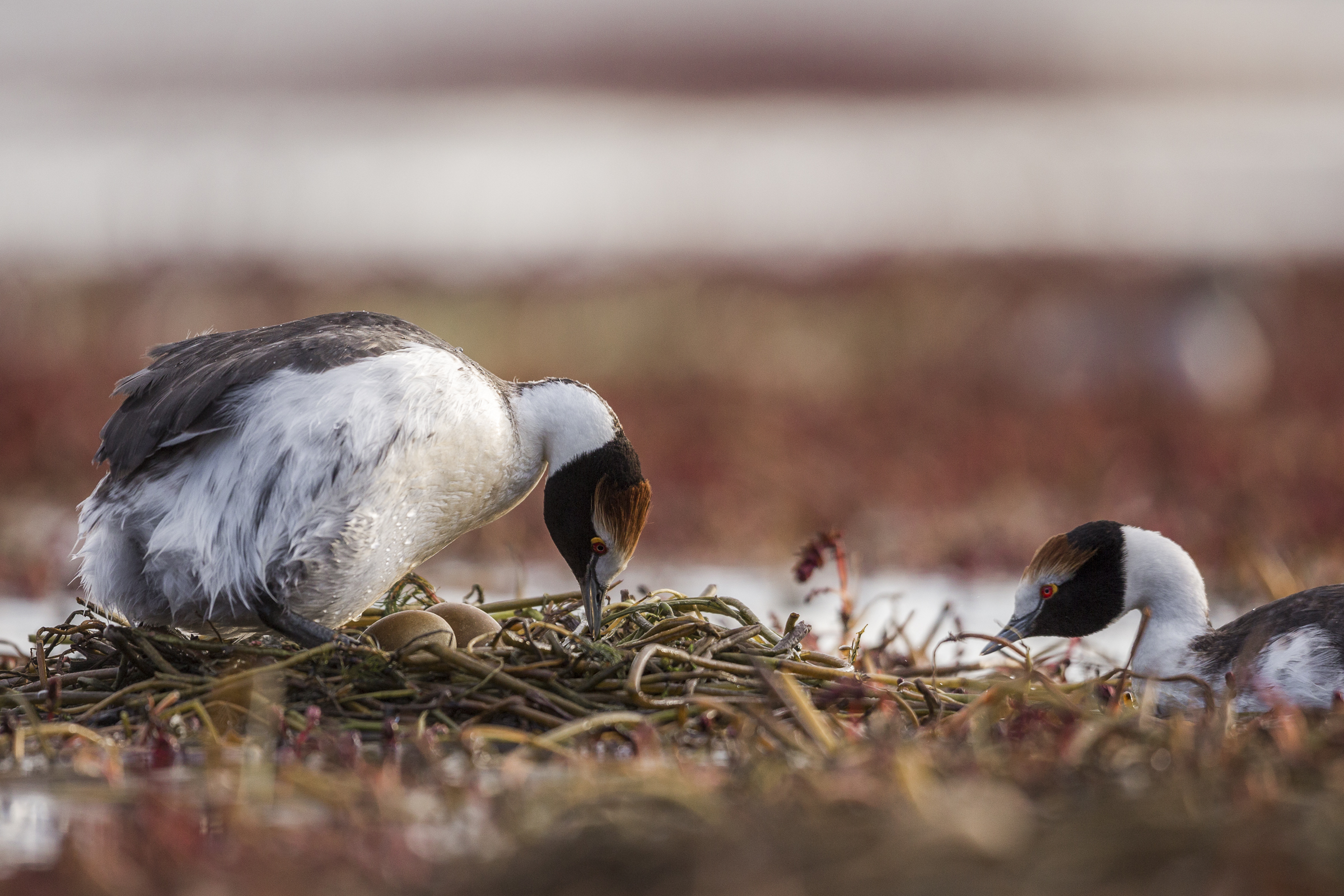 Floating nests require nearly constant maintenance.