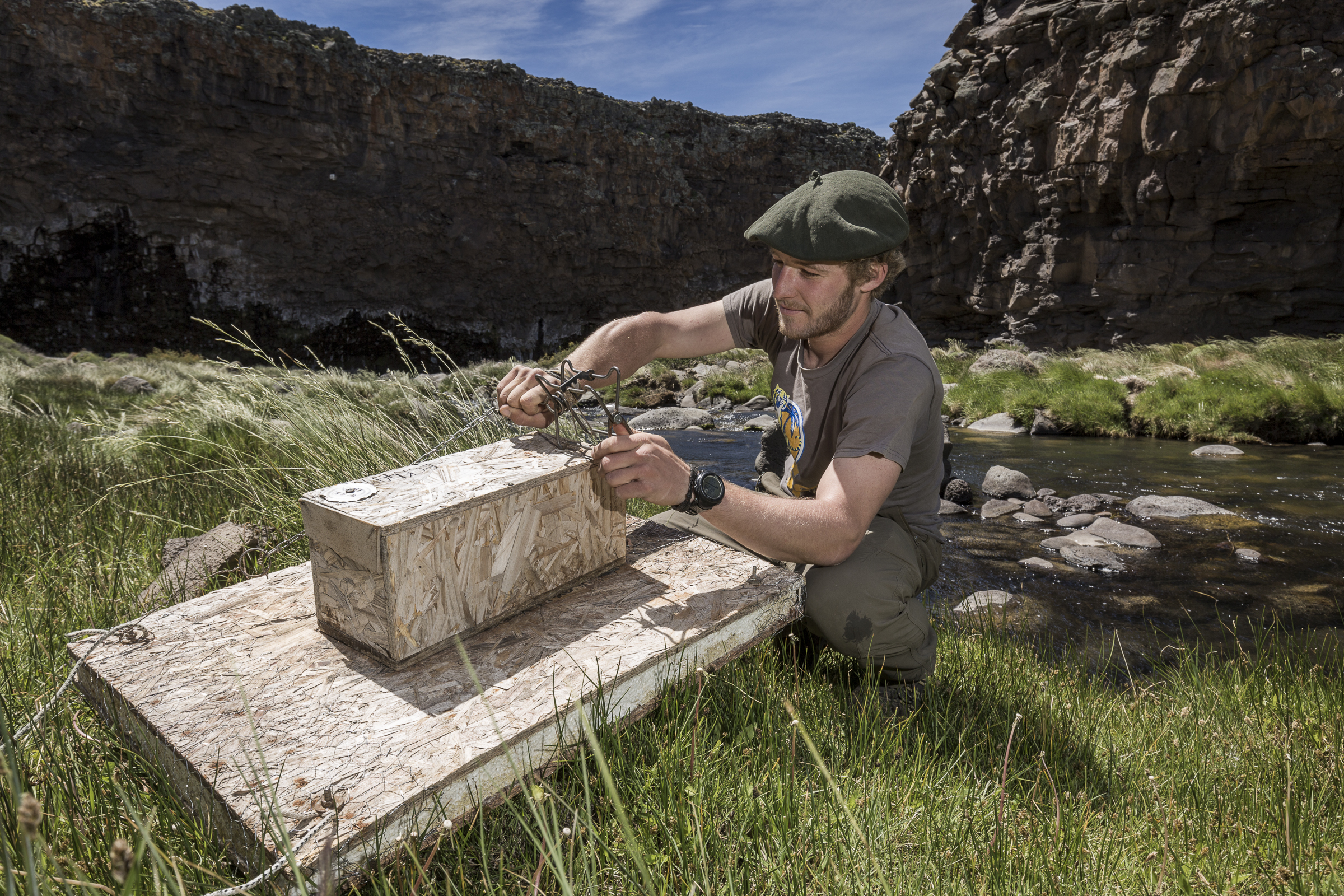 Conservation worker Patrick Buchanan prepares a trap designed to catch and kill the invasive American mink, a major threat to the survival of the hooded grebe.
