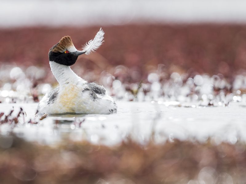 Hooded grebe in Patagonia