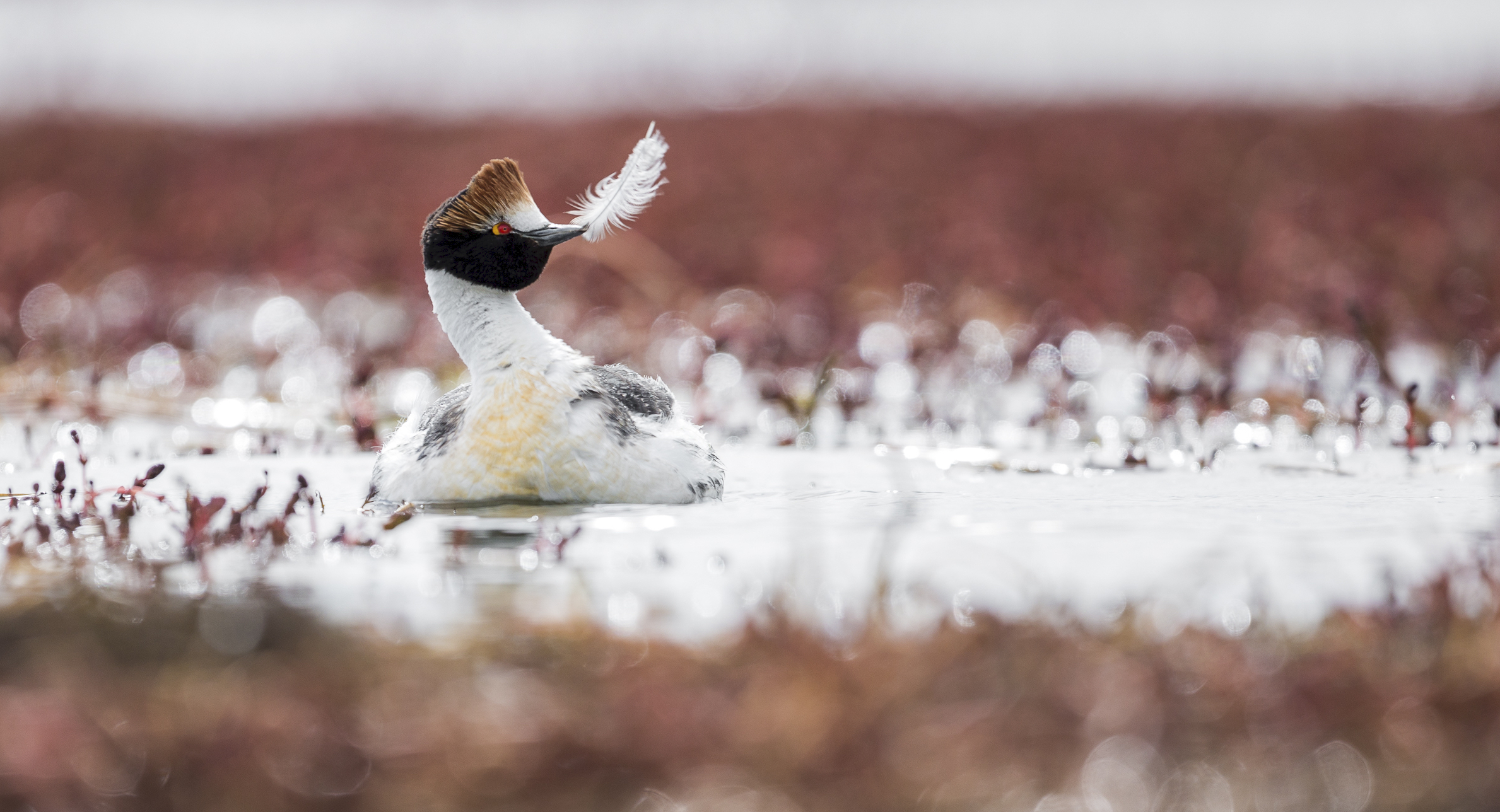 Hooded grebe in Patagonia