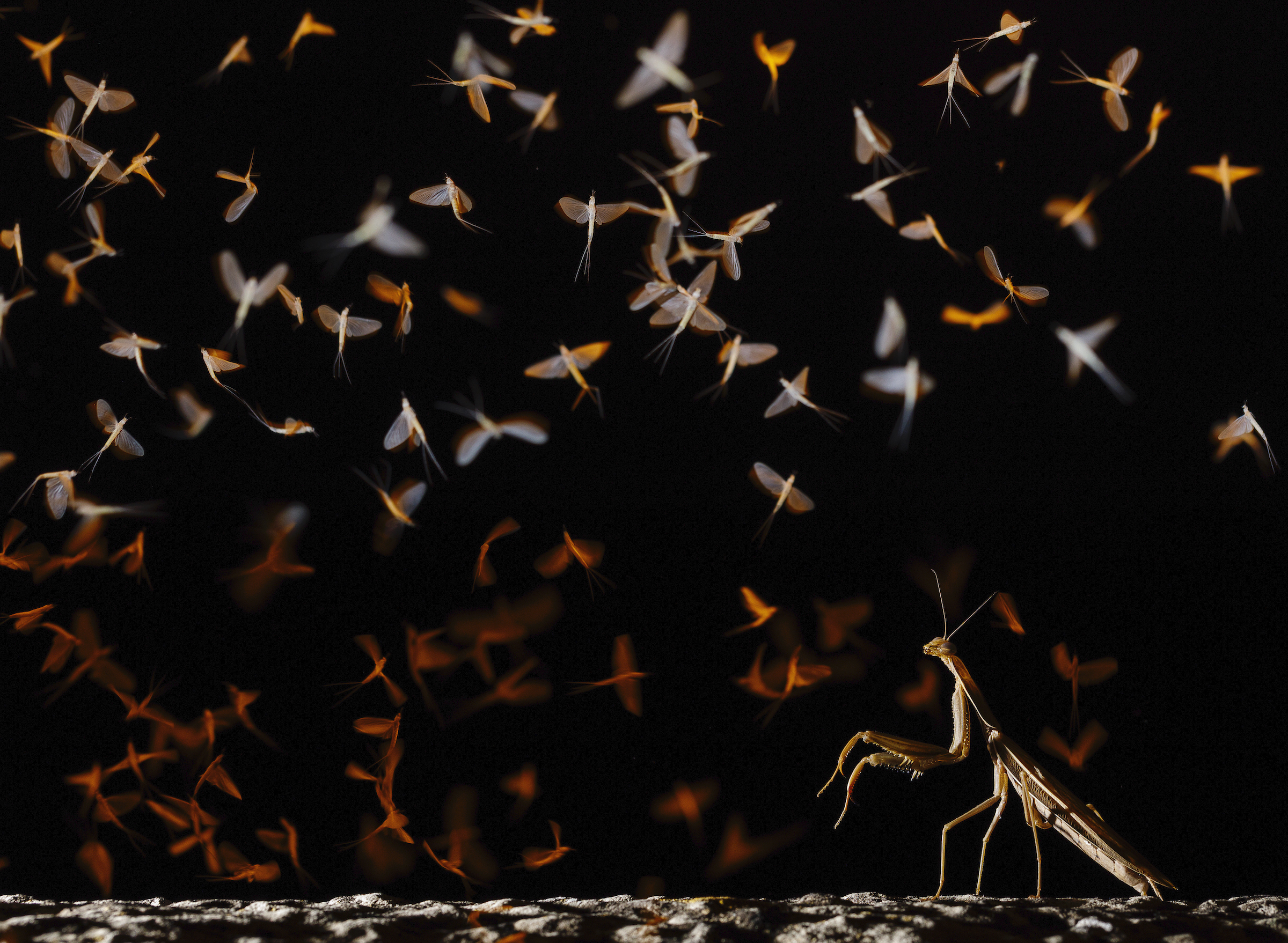 Mayflies and Preying Mantis