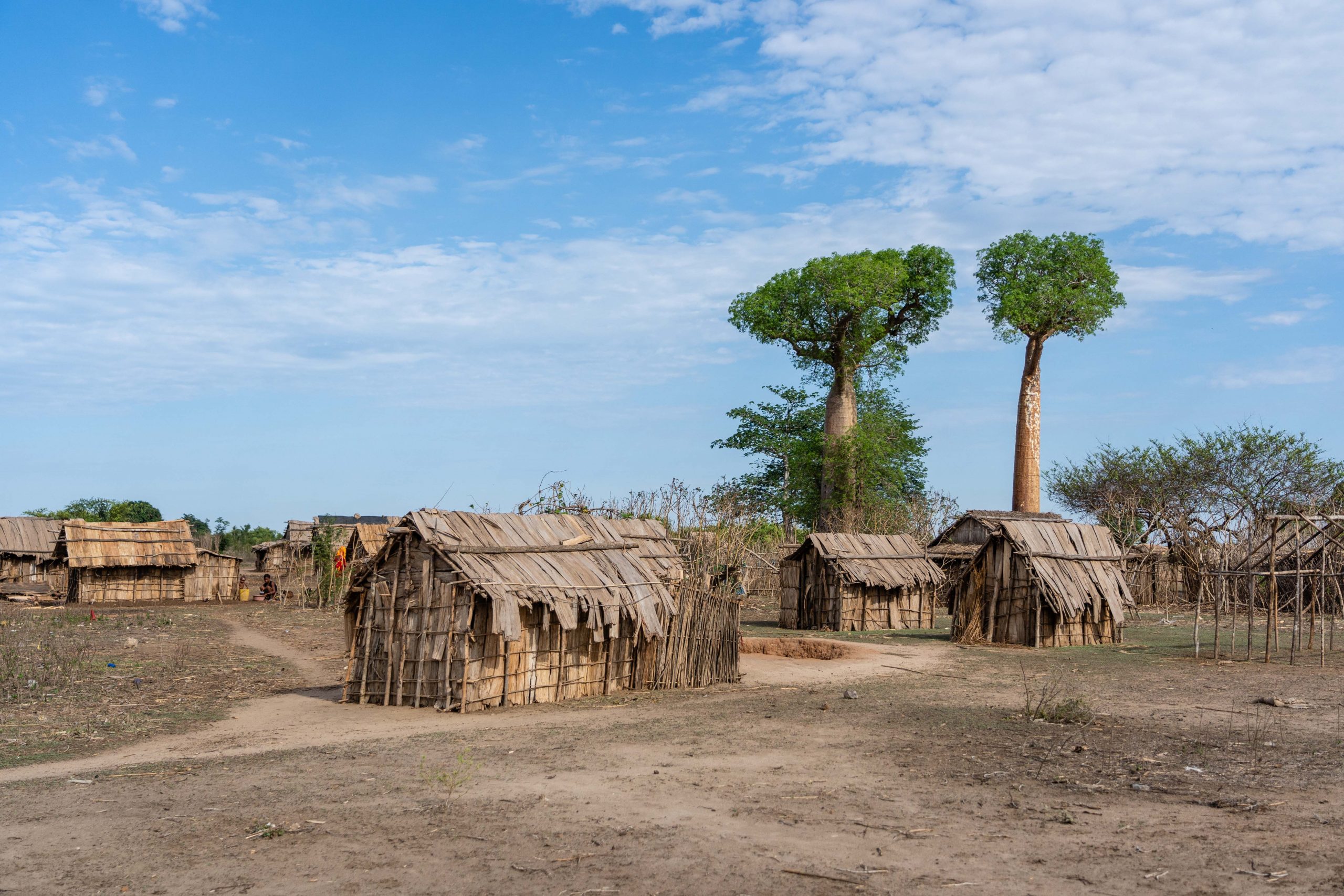 The cropland around Kirindy, a village within the Menabe Antimena Protected Area on Madagascar's arid west coast, has been heavily degraded by slash-and-burn practices.