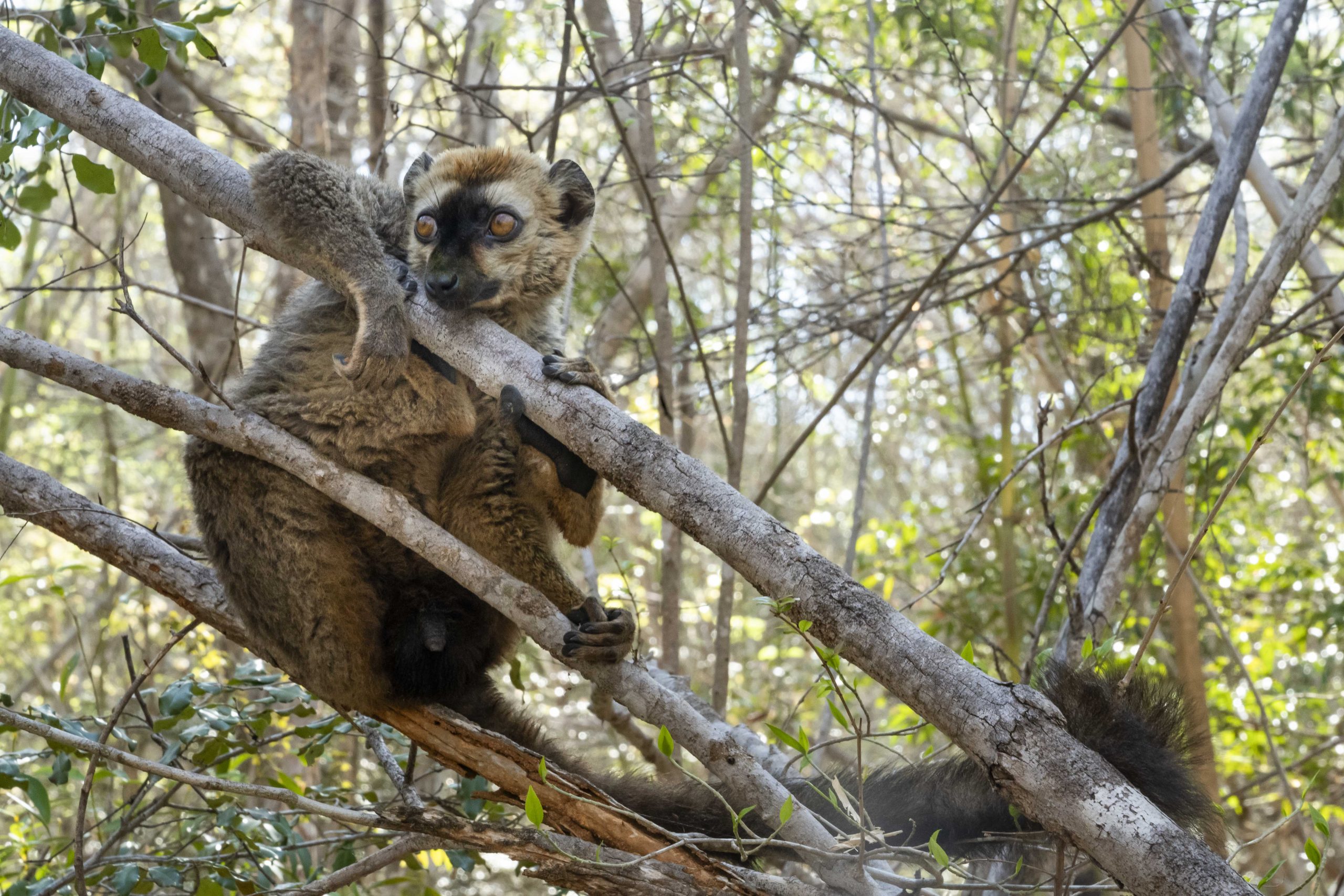 A red-fronted lemur, also known as the red-fronted brown lemur, in Kirindy Forest. Like all lemurs, red-fronted lemurs are endemic to Madagascar.