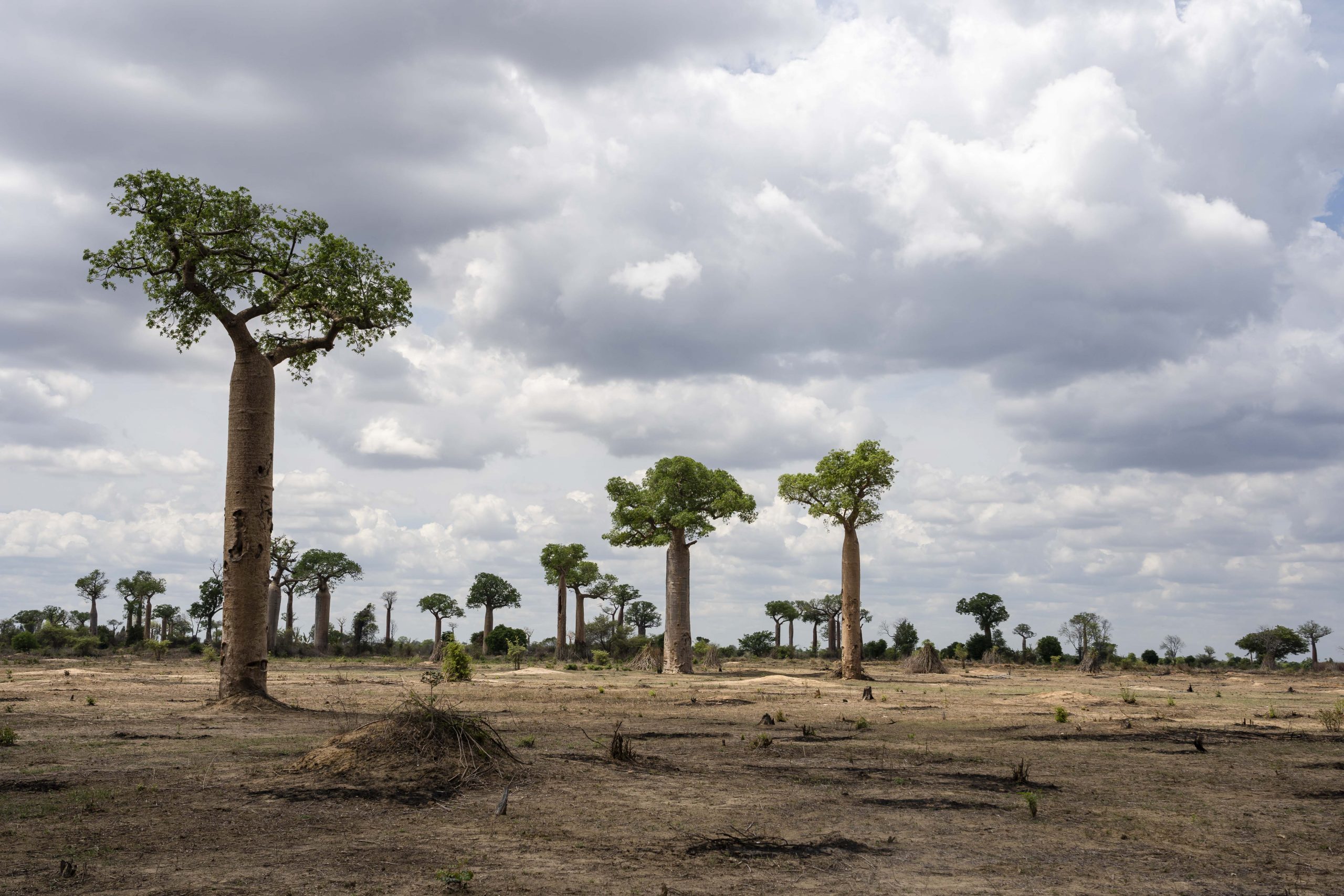 Only fire-resistant baobabs remain standing on the slashed-and-burned landscape within the Menabe Antimena Protected Area, which has been devastated by such practices in recent years.