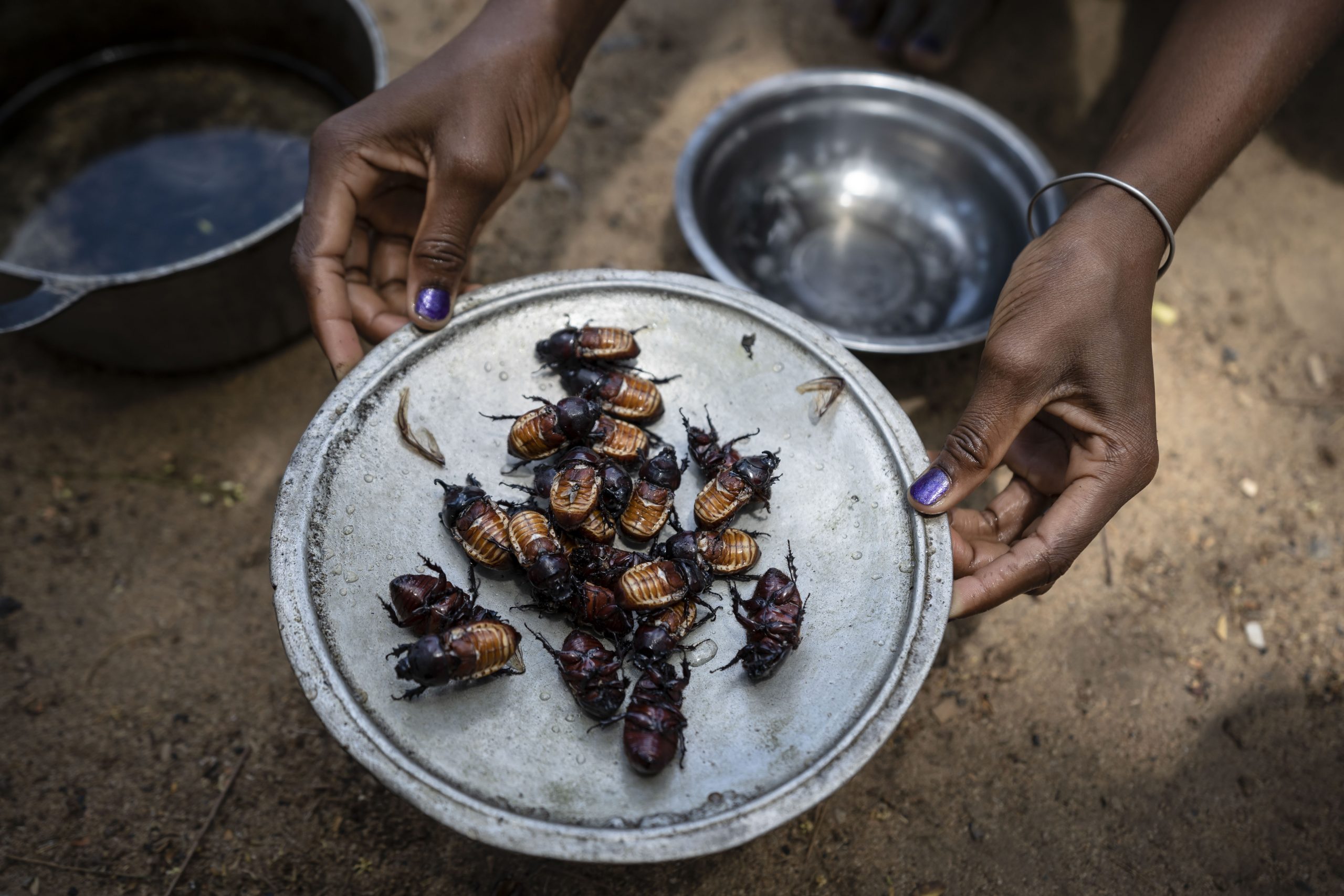 A young Malagasy child presents a tray of rhinoceros beetles that have been cooked in oil.