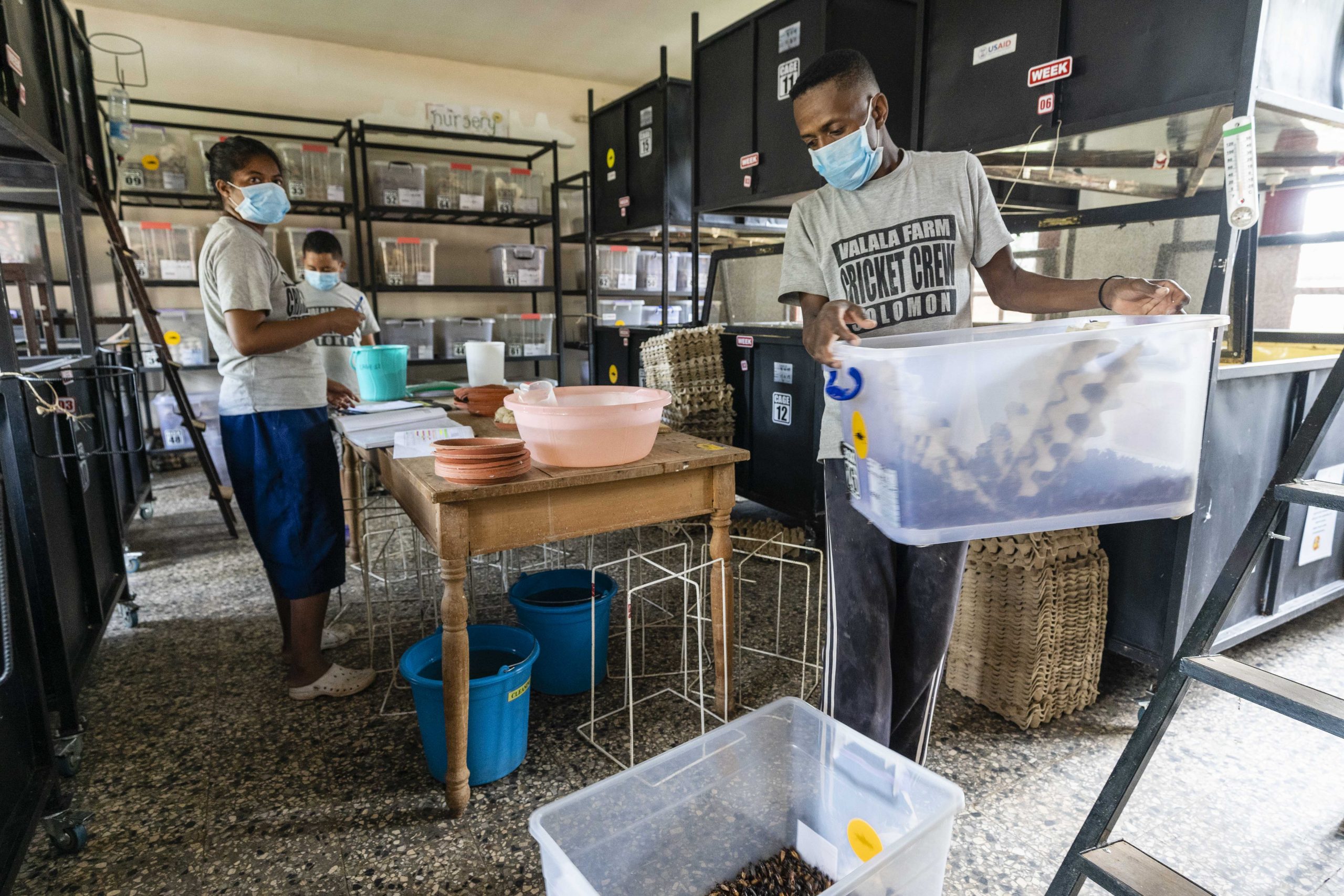After removing cotton balls impregnated with cricket eggs, Valala Farm workers harvest the mature crickets.