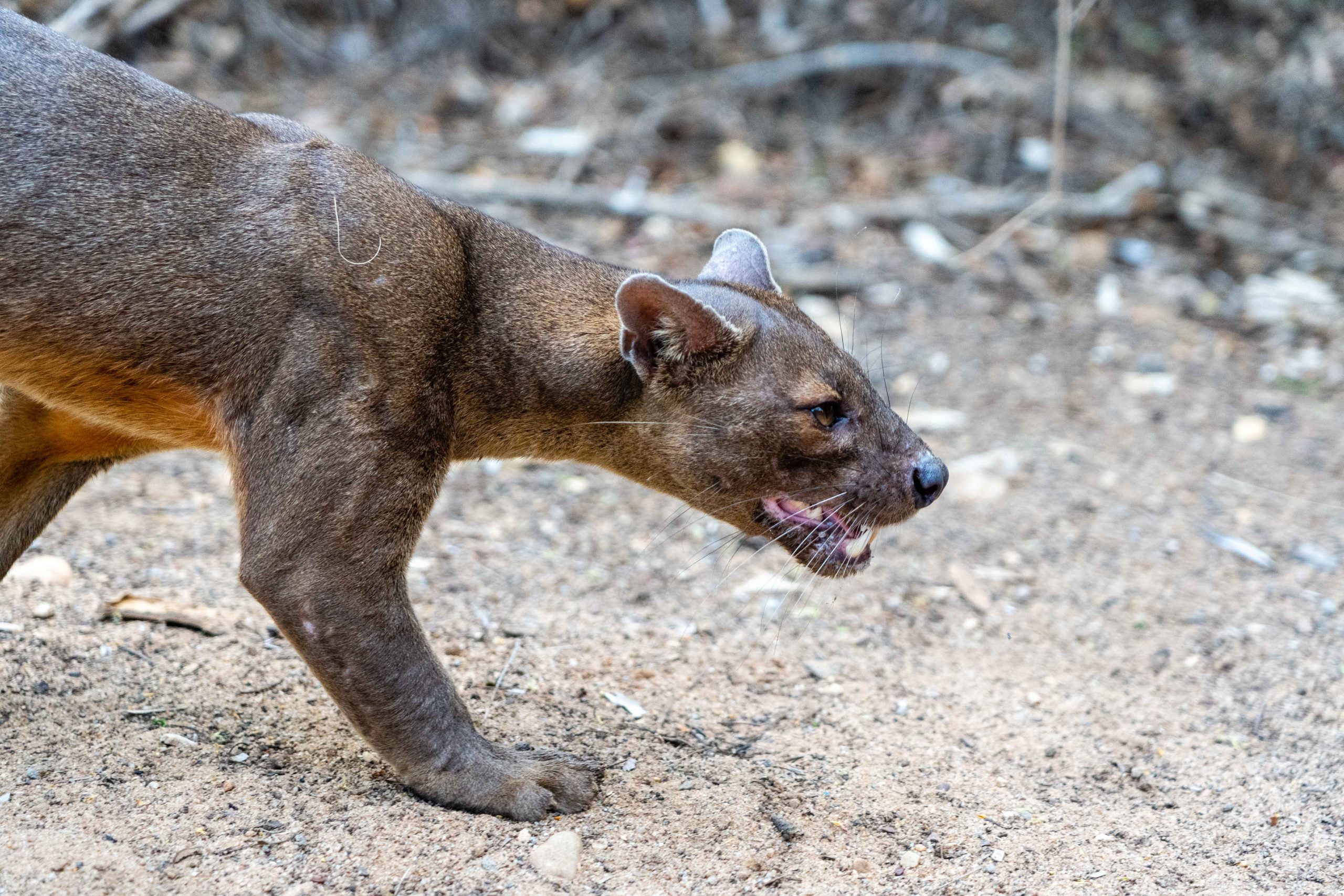 A close relative of the mongoose, the cat-like fossa is a carnivorous mammal unique to the forests of Madagascar.