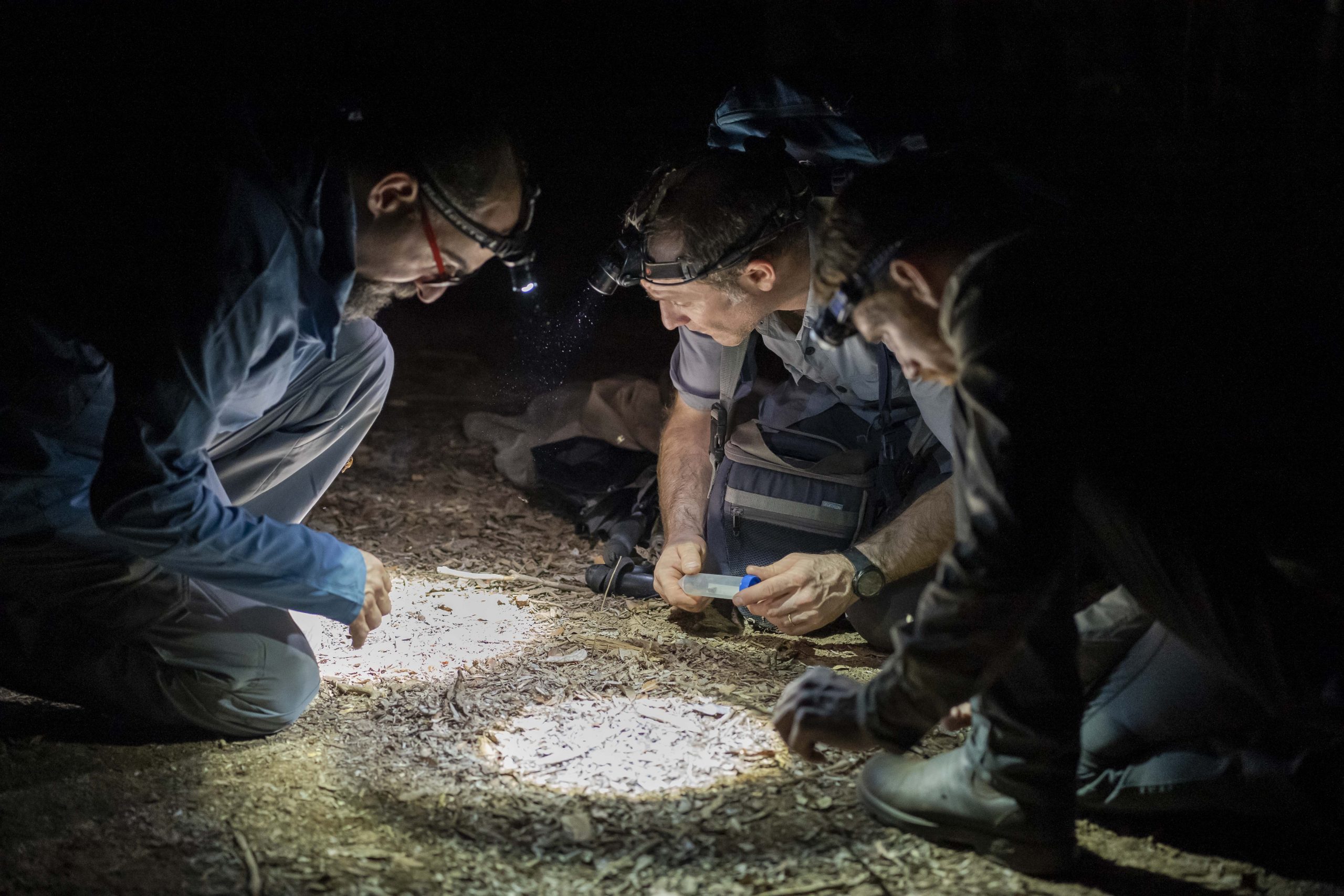 Sylvain Hugel, a cricket specialist, collects specimens in Kirindy Forest with Darren Goldin (left) and Aran Hinton of Canada’s Entomo Farms.