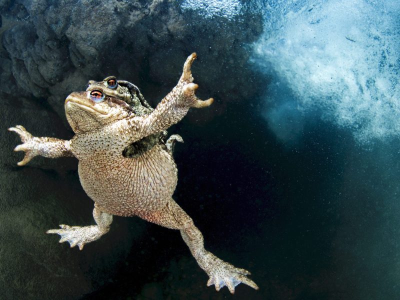Common toads mating in the Lez River, France