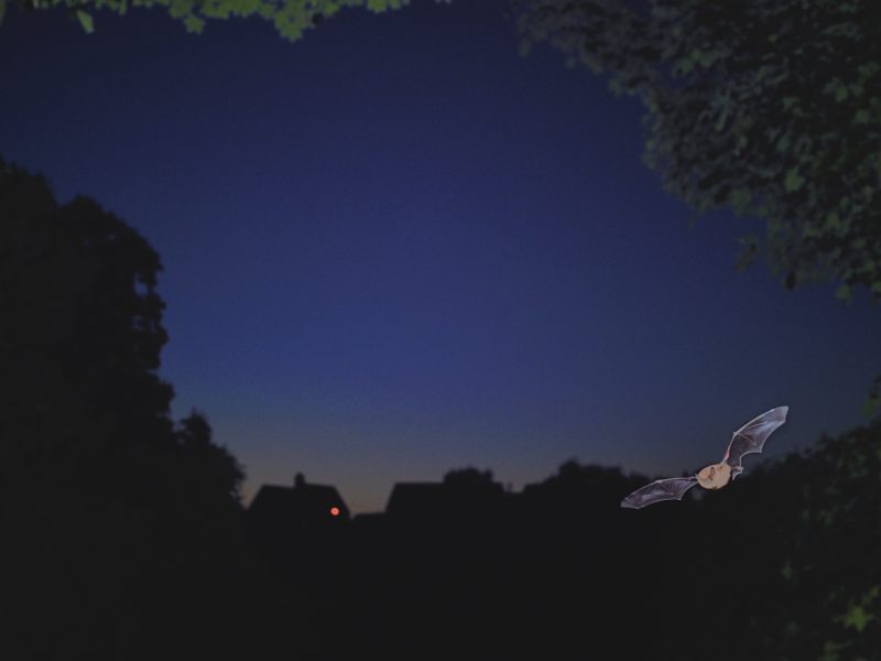 Bat flying over homes in Berwickshire, Scotland
