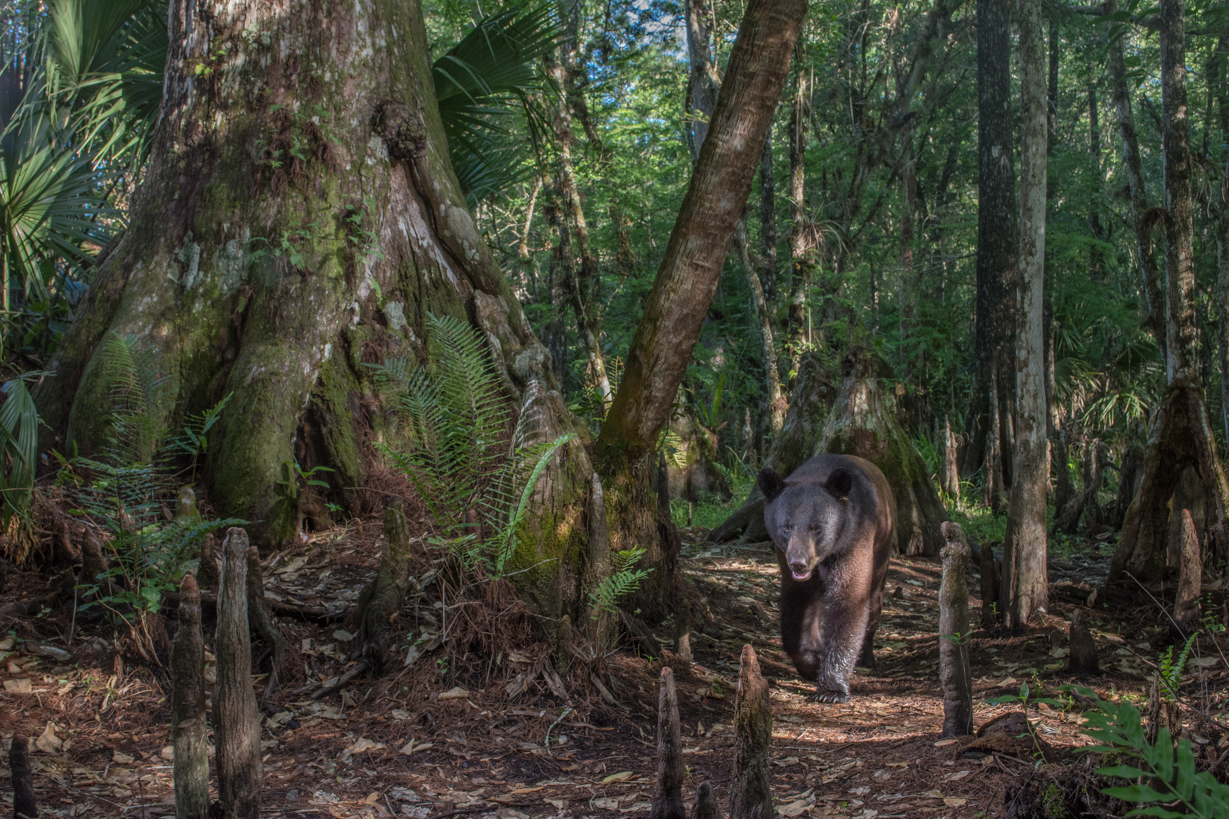 In the shade of a 500-year-old cypress tree, a Florida black bear triggers a remote camera on Green Glades West Ranch, a private property adjacent to Big Cypress National Preserve and the Seminole Tribe of Florida’s Big Cypress Reservation.