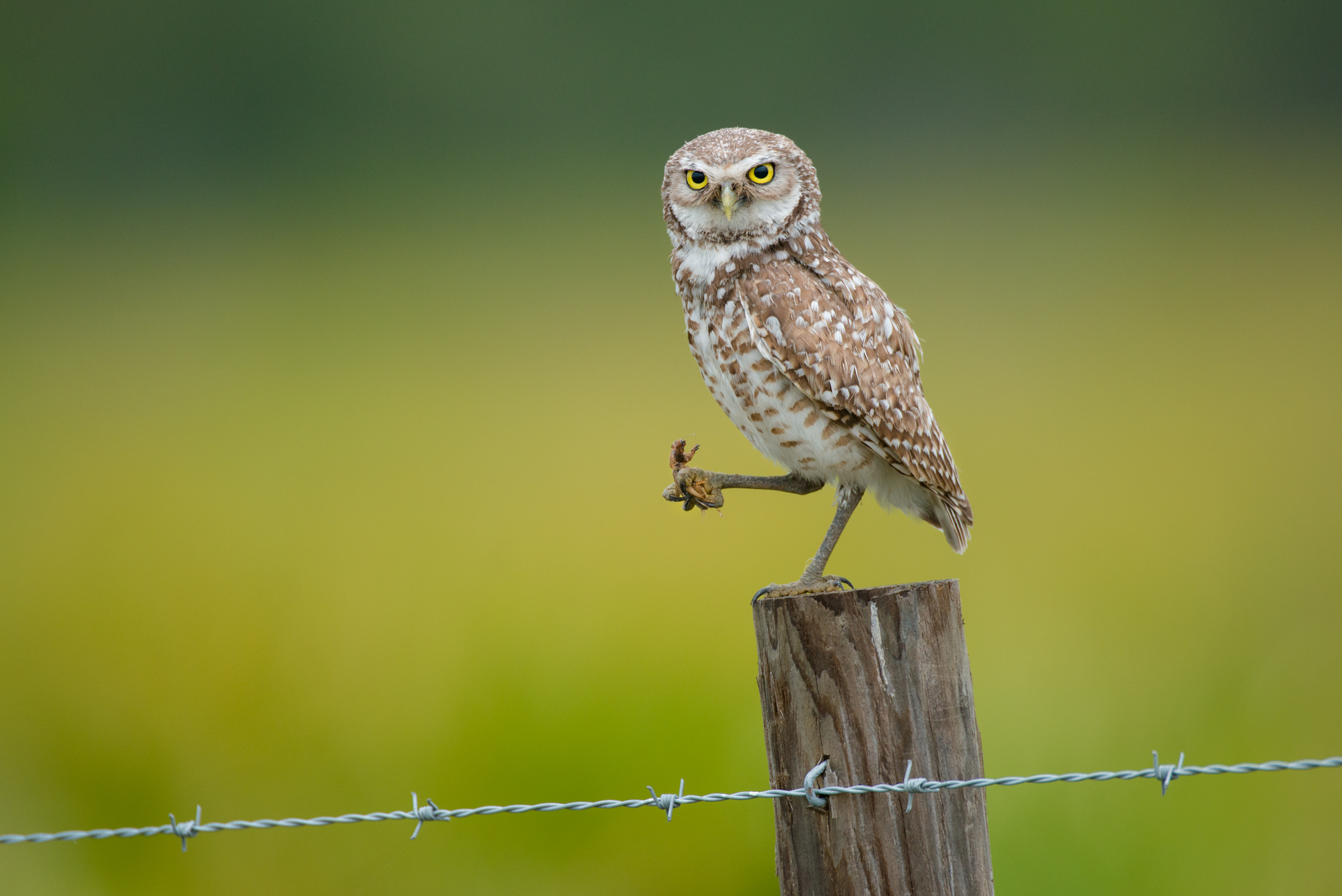 A burrowing owl holds a mole cricket that it caught on Camp Lonesome Ranch in Florida’s Osceola County. Studies have shown that ranches support as much bird life as adjacent public conservation lands.