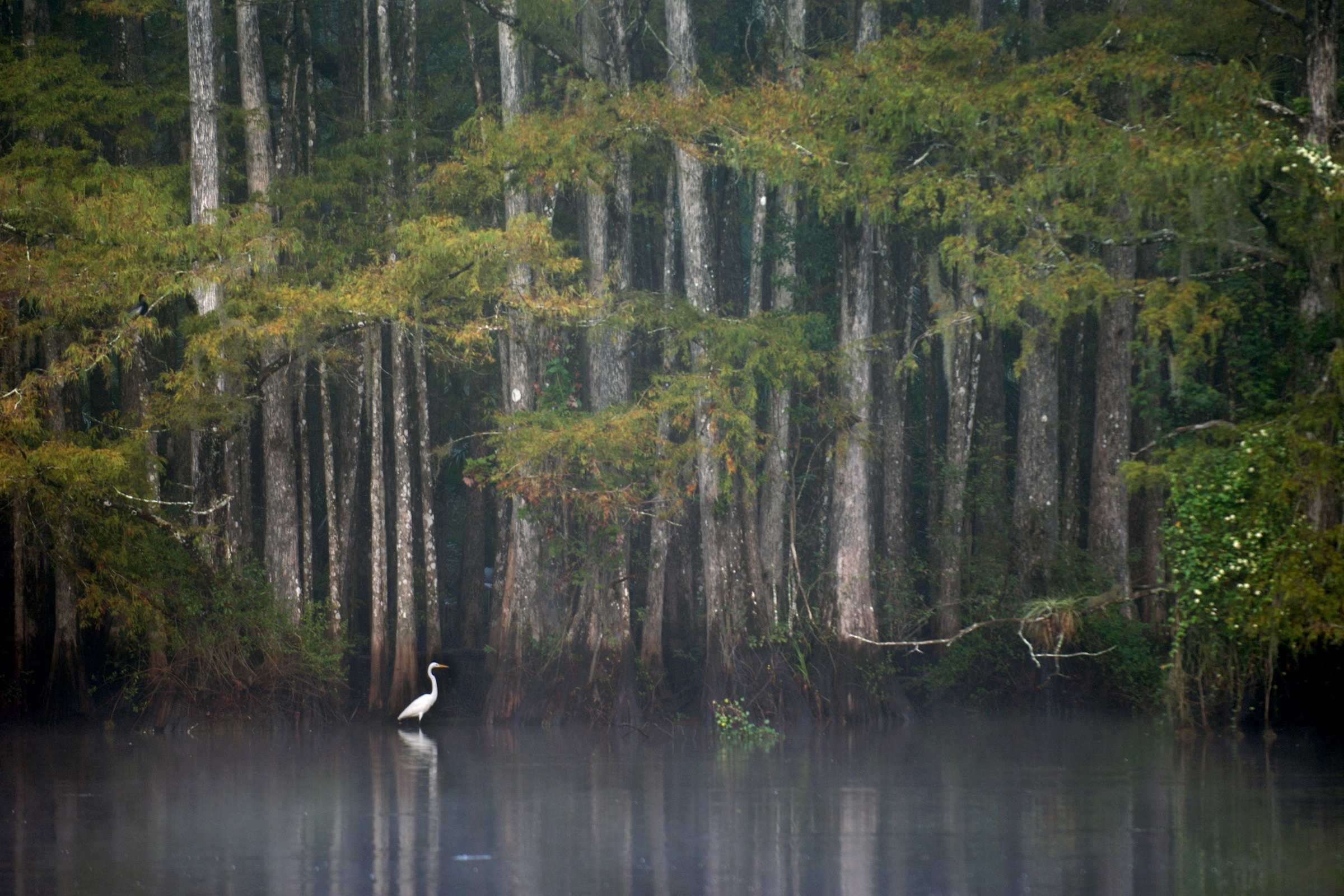 A great egret forages in the shallows of the Telegraph Cypress Swamp on Babcock Ranch, a large state preserve near Fort Myers where ranching, forestry, and farming help pay for land management.