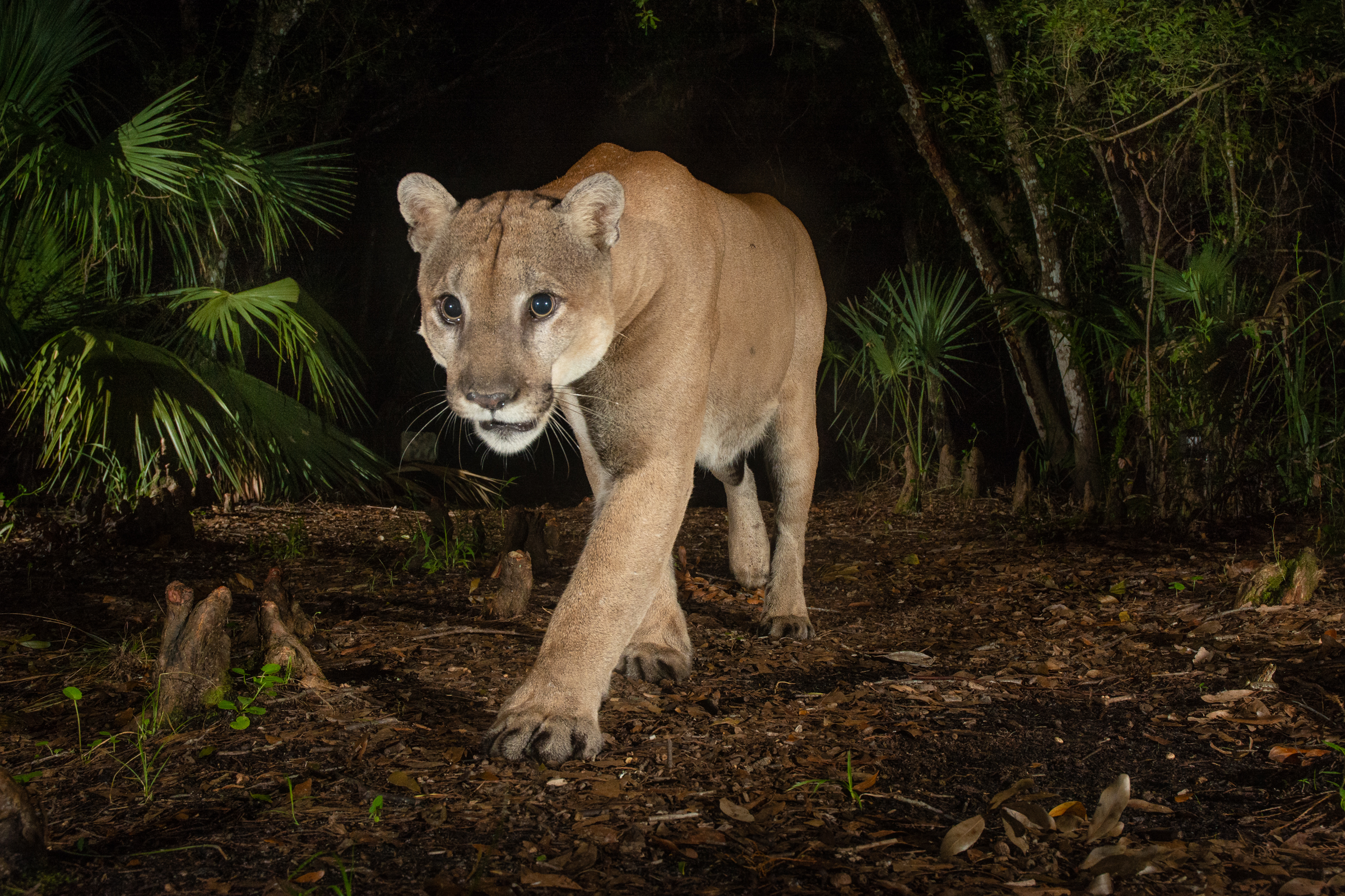 A male Florida panther triggers a camera trap at Babcock Ranch, which is the site of the first female panther documented north of the Southern Everglades since 1973. Continued northward recovery of the endangered Florida panther depends largely on the conservation of ranches throughout Peace River Valley, Northern Everglades, and beyond.