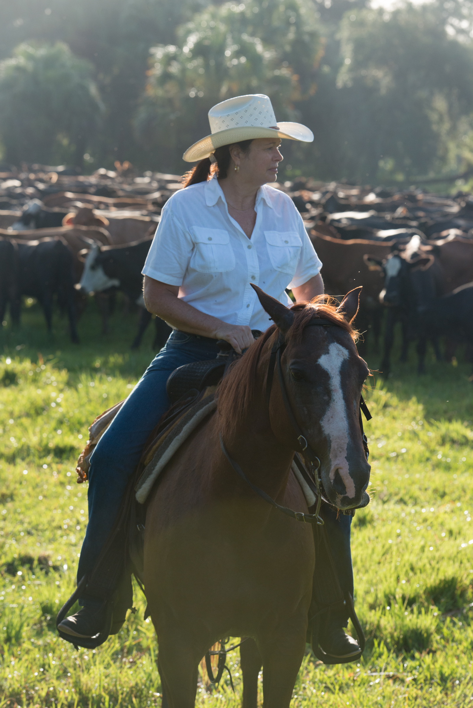 Aliese “Leisa” Priddy leads a herd to the cow pens at her family’s JB Ranch near Immokalee. Adjacent to Florida Panther National Wildlife Refuge and Big Cypress National Preserve, her cattle herd has sustained some of the highest documented losses to panthers in the state. New practices such as keeping cows with young calves in pastures further from forested sections, and introducing a breed or South American cattle adapted to fending off jaguars, have shown potential in reducing losses. Facing development pressure from Naples, JB Ranch is partially protected by a conservation easement through the Florida Rural and Family Lands Protection Program.