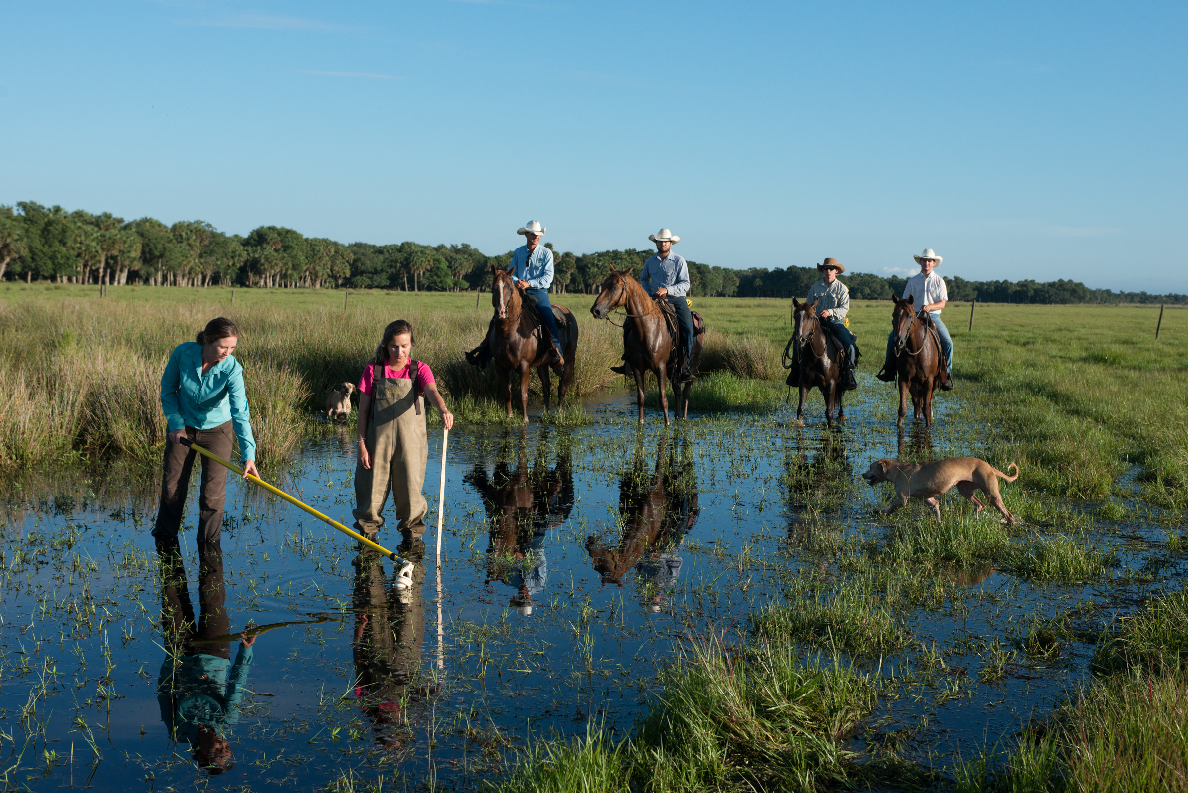 Ecologist Betsey Boughton (in blue) takes water and core samples from a wetland on Buck Island Ranch, while ranch foreman Gene Lollis and his cow crew look on.