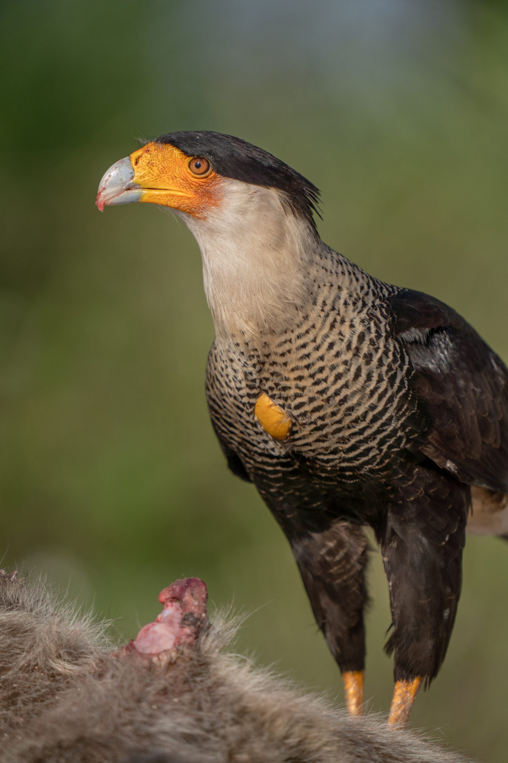A crested caracara forages on a dead raccoon on Buck Island Ranch. Rare in the United States, caracaras are relatively common on ranches in southern Florida.