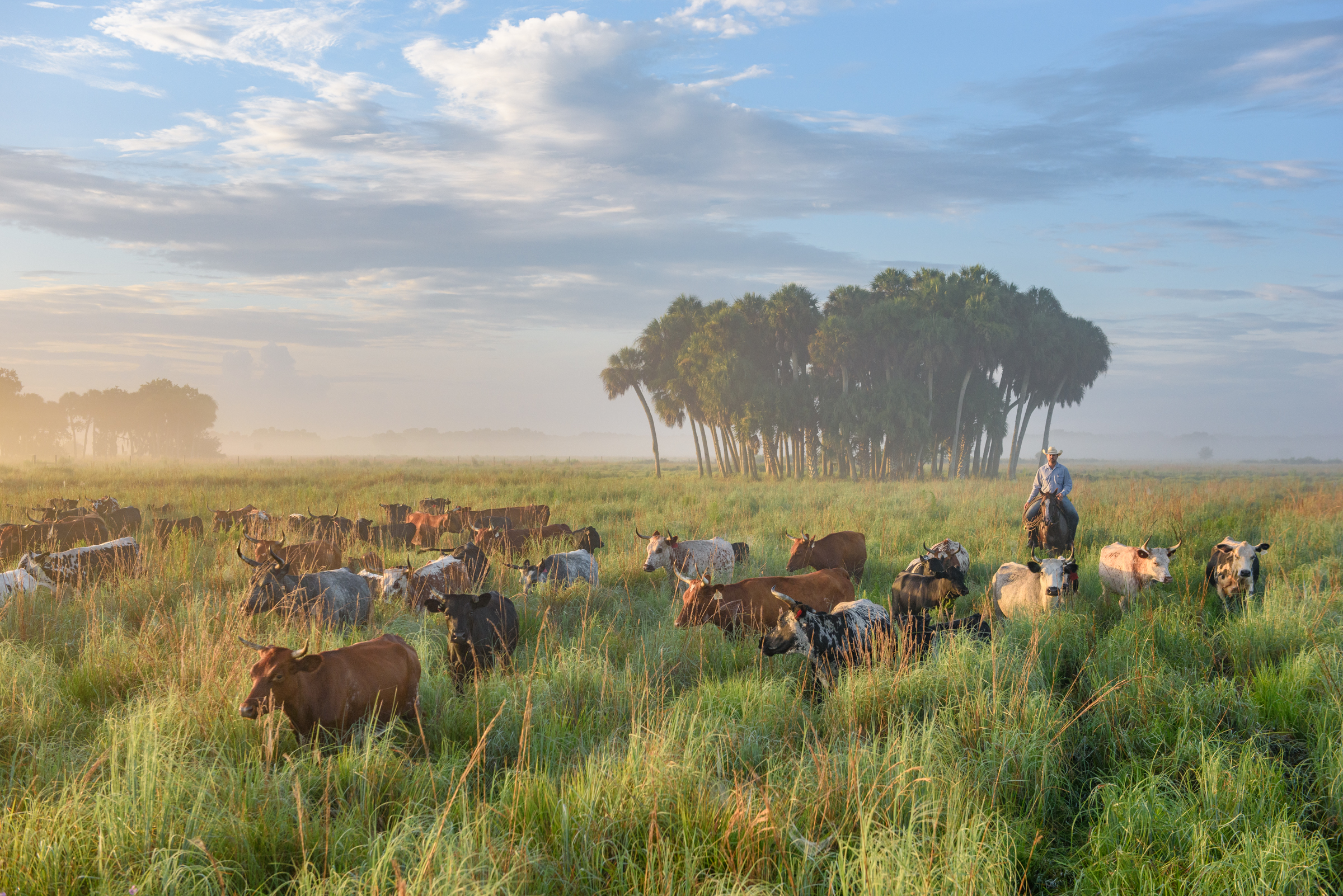 Laurent Lollis drives a herd of cracker cattle through a semi-native pasture at sunrise at Buck Island Ranch. Cracker cattle are descendants of the first cattle to arrive in today’s United States from Spain in the early 1500s.