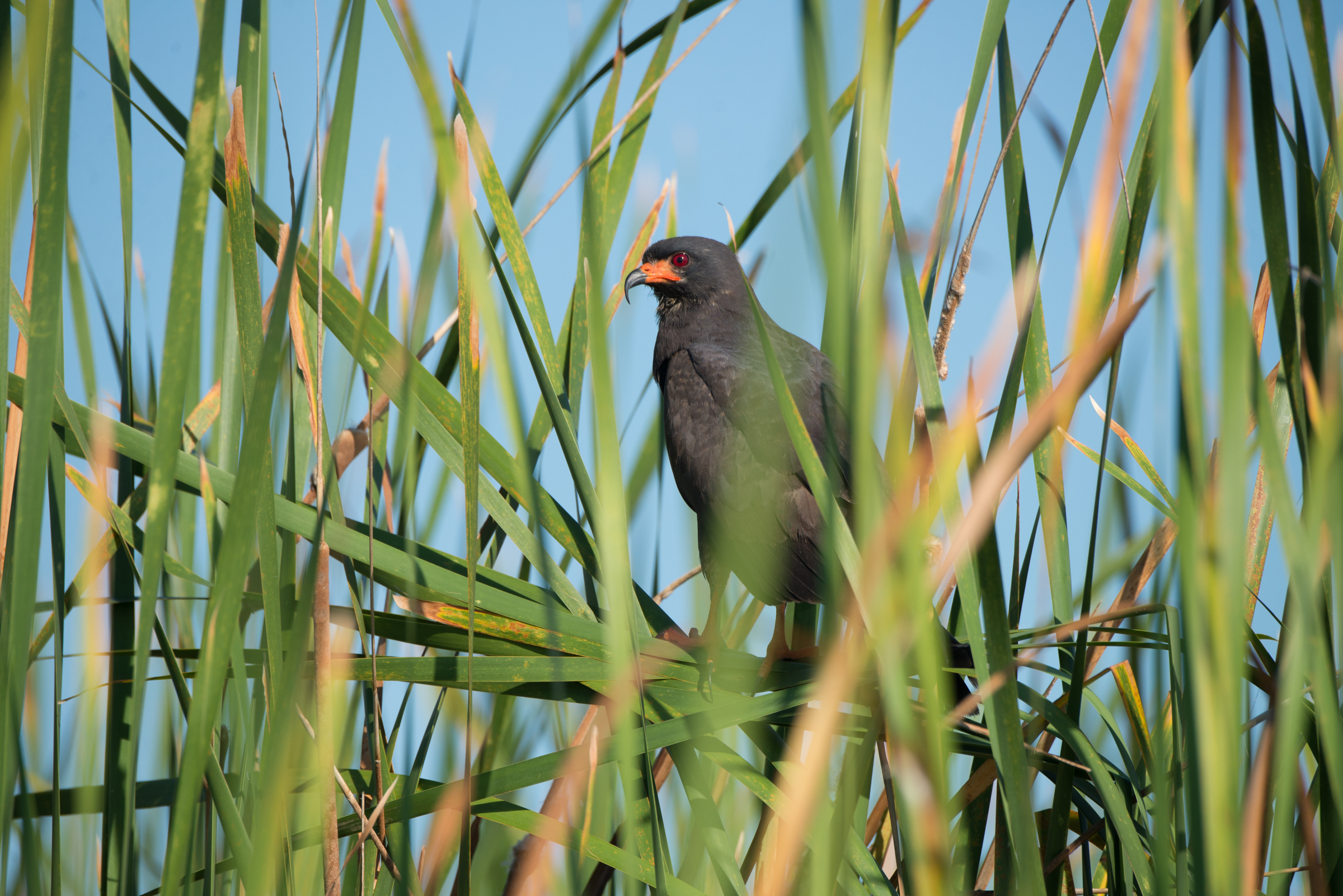 An Everglades snail kite perches on cattails on Lake Okeechobee.
