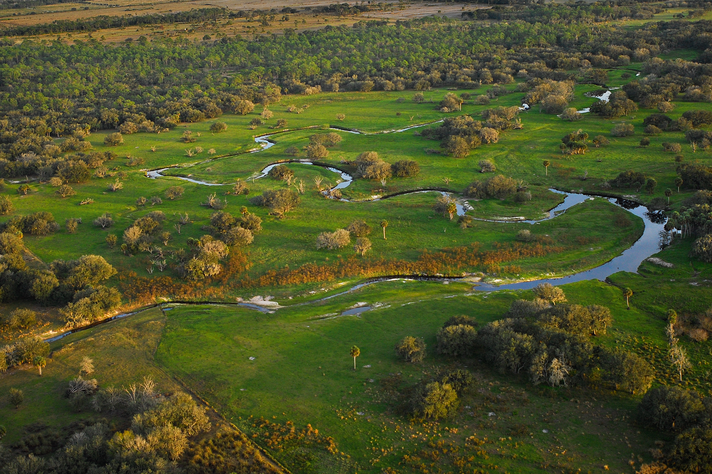 Parts of the headwaters of Fisheating Creek are protected by conservation easements on ranches in Highlands County, near the town of Lake Placid. This section of Fisheating Creek meandering through Blue Head Ranch could face future development pressure without funding for conservation alternatives. Fisheating Creek is the last naturally flowing tributary of Lake Okeechobee.