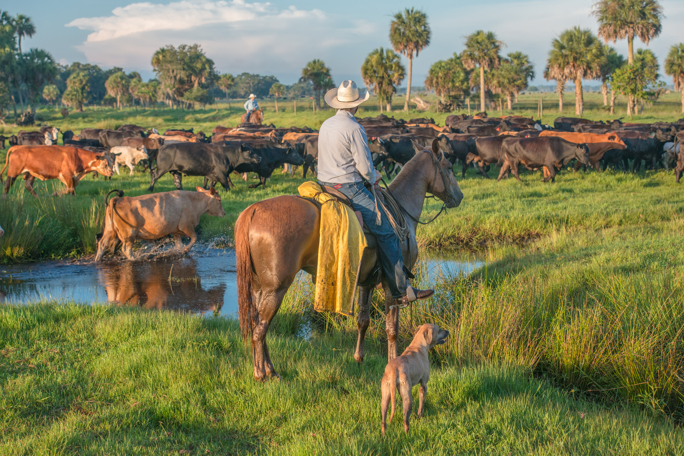 Laurent Lollis looks out over a herd at Buck Island Ranch, with his father, Gene Lollis, in the background. Buck Island Ranch is owned by Archbold Biological Station and is a leading site for rangelands science, including biodiversity and carbon cycling research. Recent studies have shown that grazing of grasses in the humid soils increases the carbon sequestration by the roots.