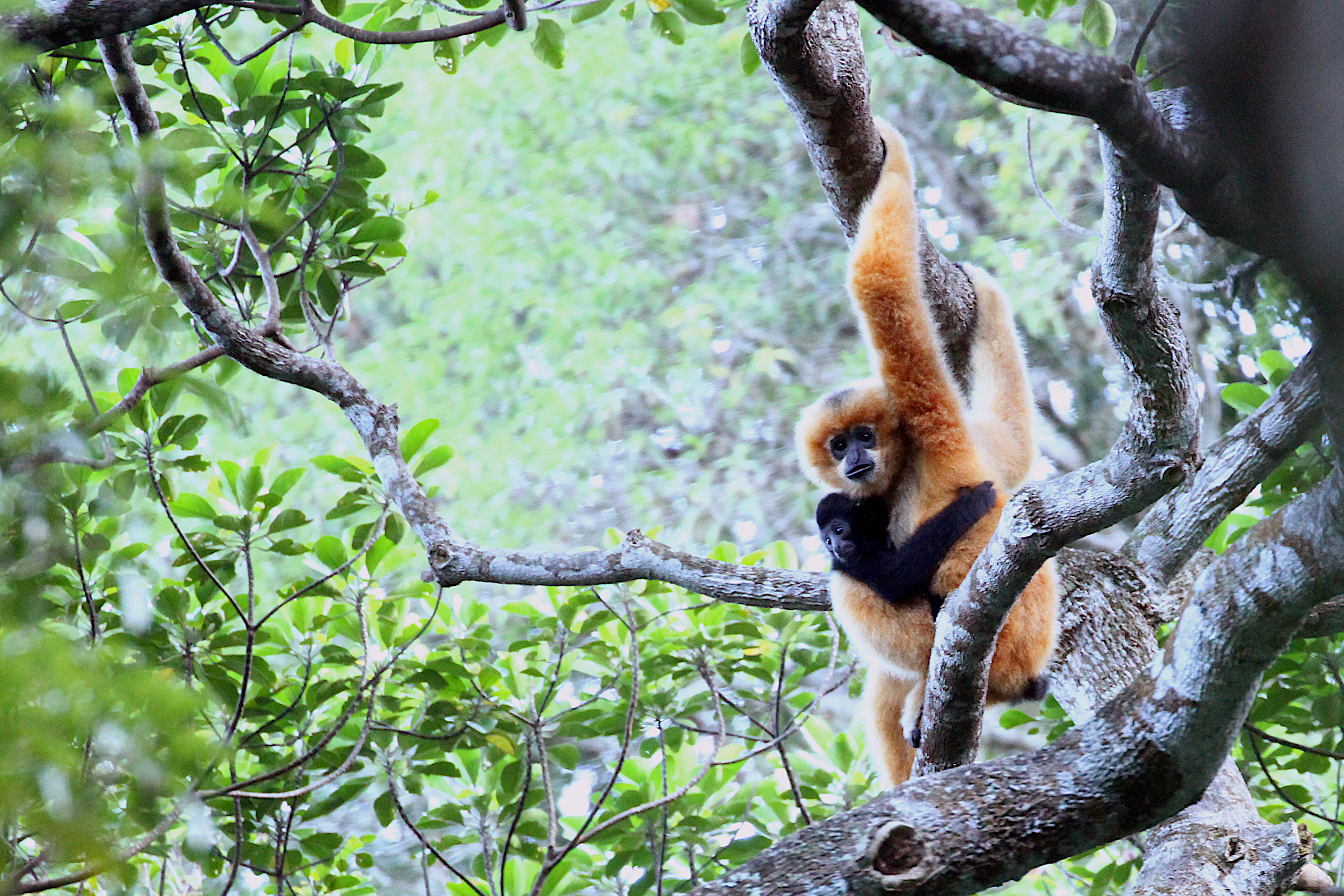 A young Hainan gibbon clings to its mother in the forest of the Bawangling National Nature Reserve in South China's Hainan Province. When born, both male and female gibbons have lighter fur which turns black after about a year. When females reach maturity, their fur turns to gold. Photograph courtesy of Kadoorie Farm & Botanic Garden